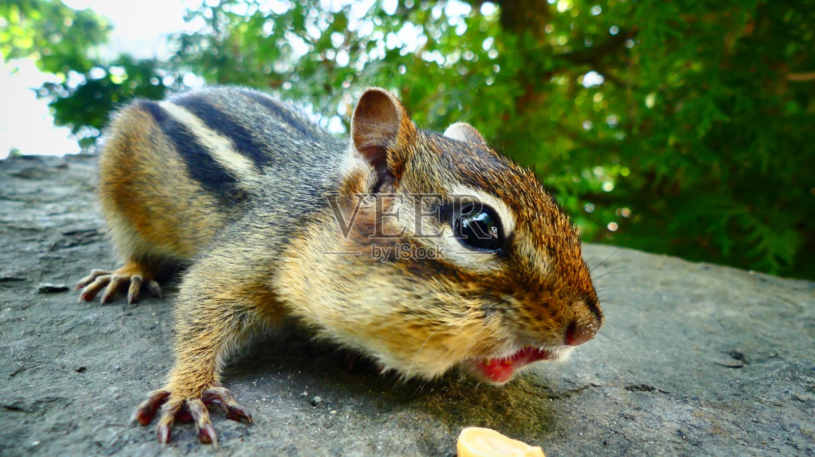 塔米亚在一块岩石上画了一个特写照片摄影图片