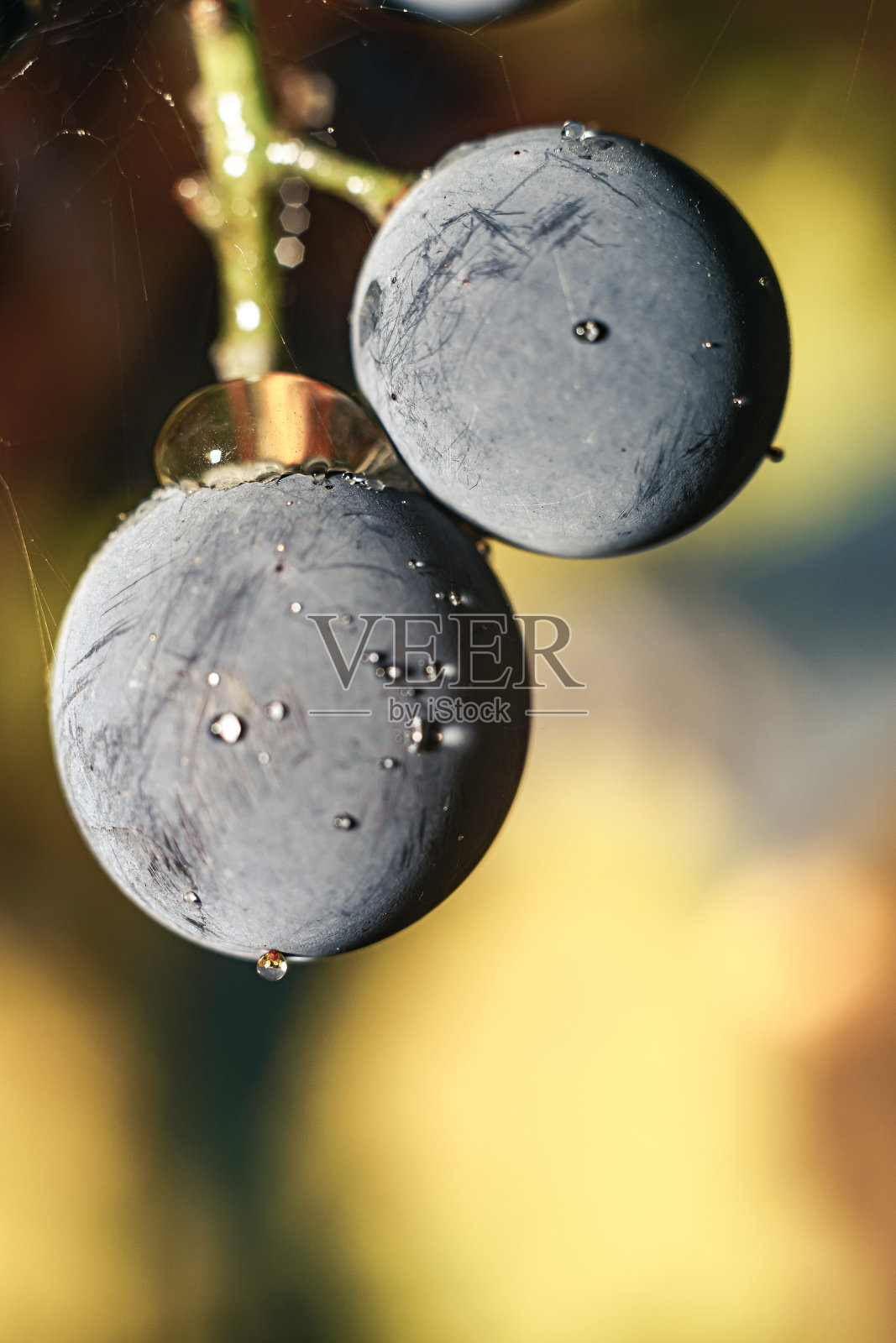 靠近美丽的新鲜的蓝色葡萄颗粒背景。宏观的观点。照片摄影图片