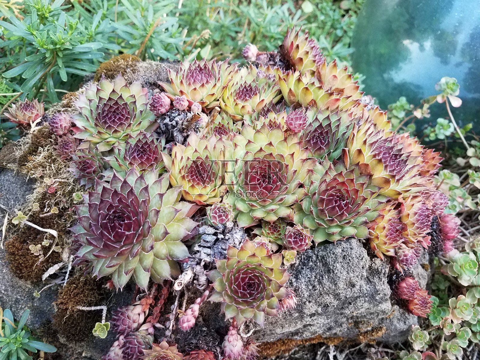 玻璃球附近的岩石上有红色和绿色多汁植物照片摄影图片
