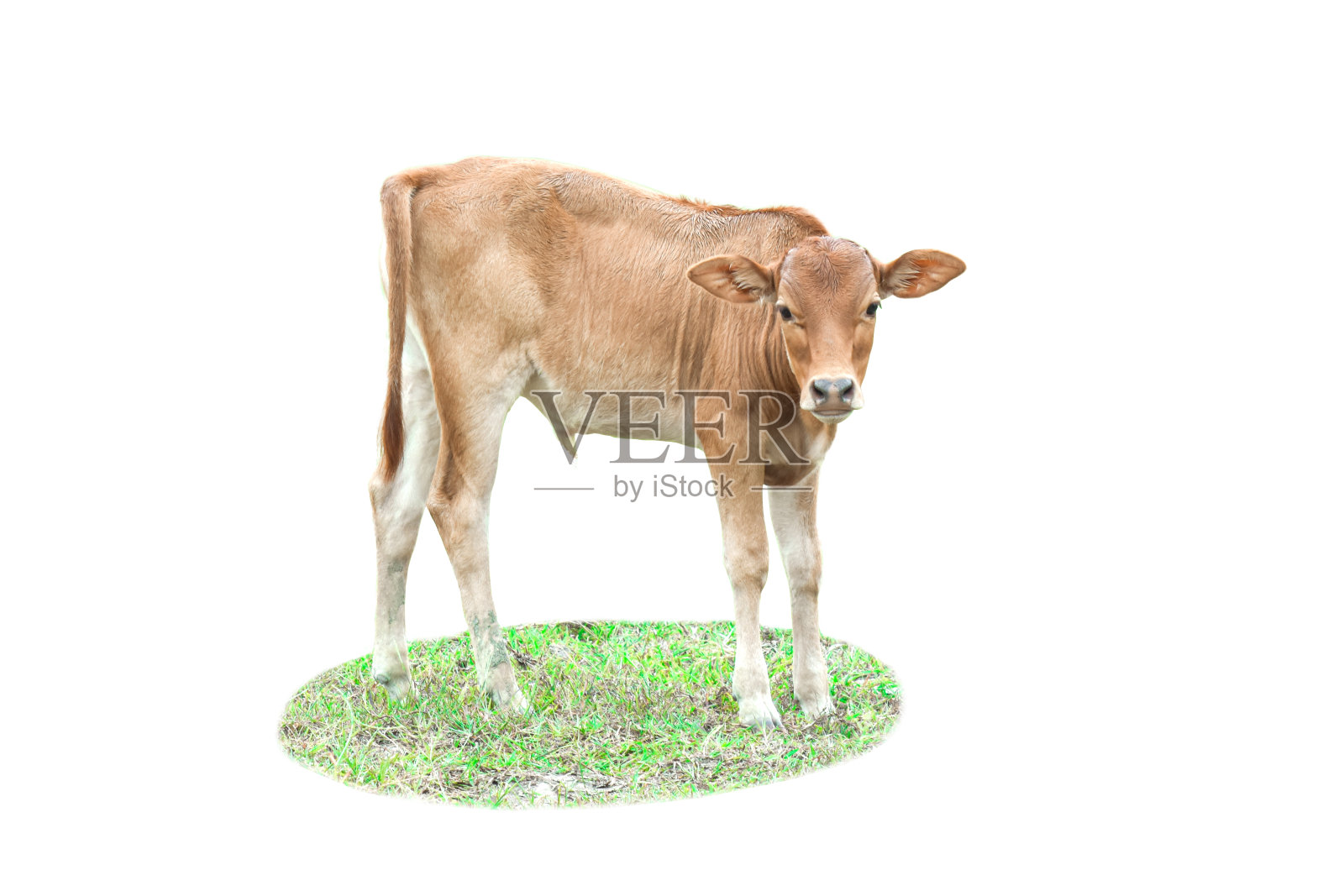 在白色背景上孤立的草上的小牛。照片摄影图片