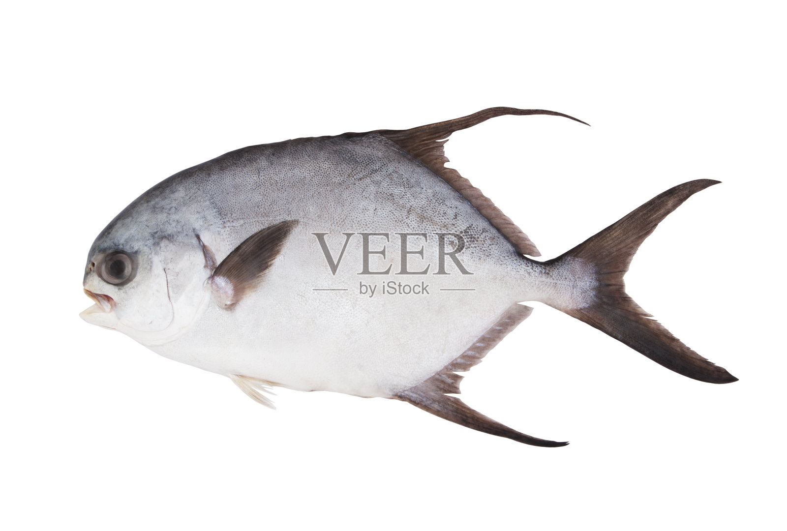 孤立在白色上的鲳鲹鱼照片摄影图片