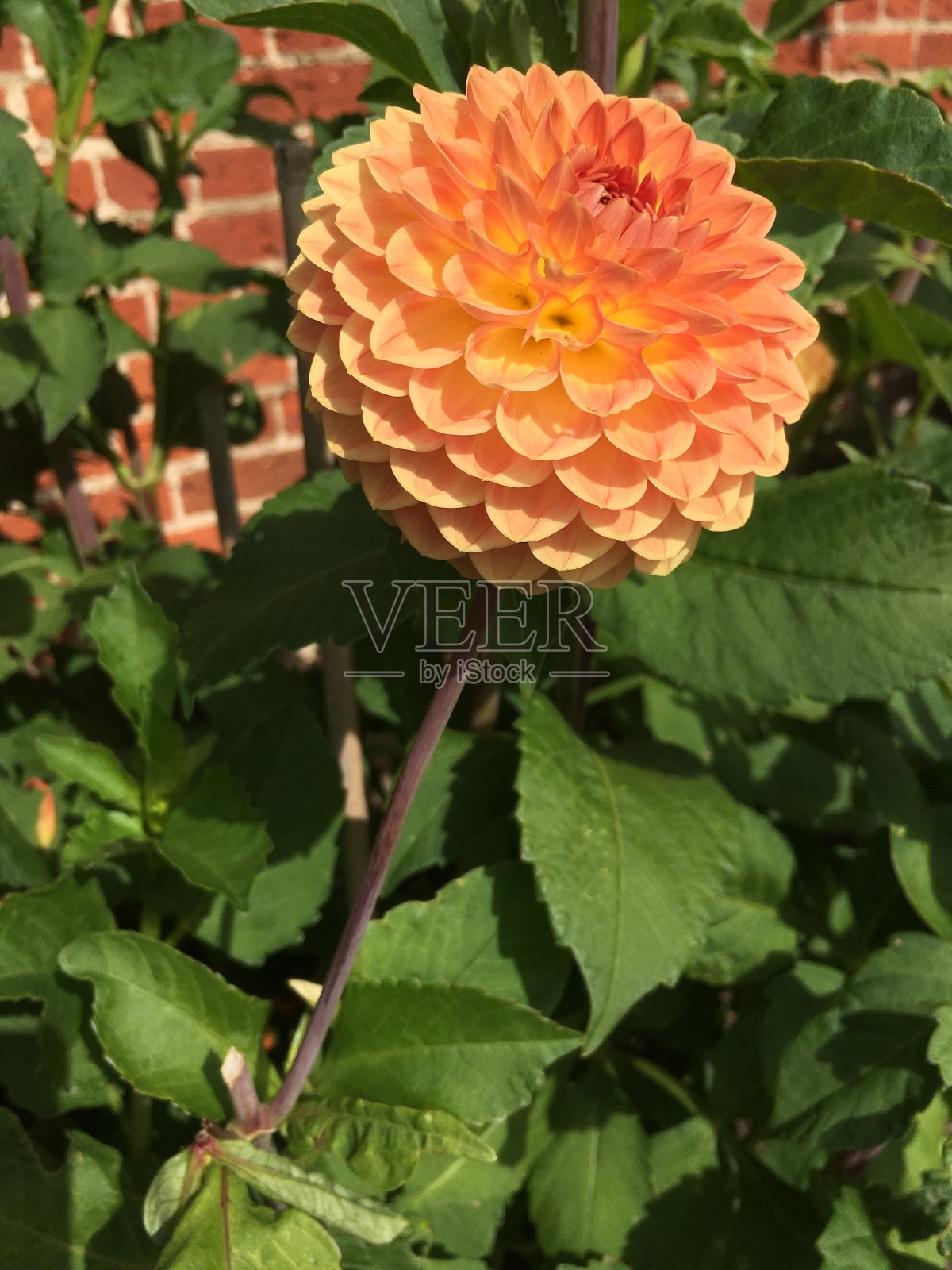 大丽花照片摄影图片