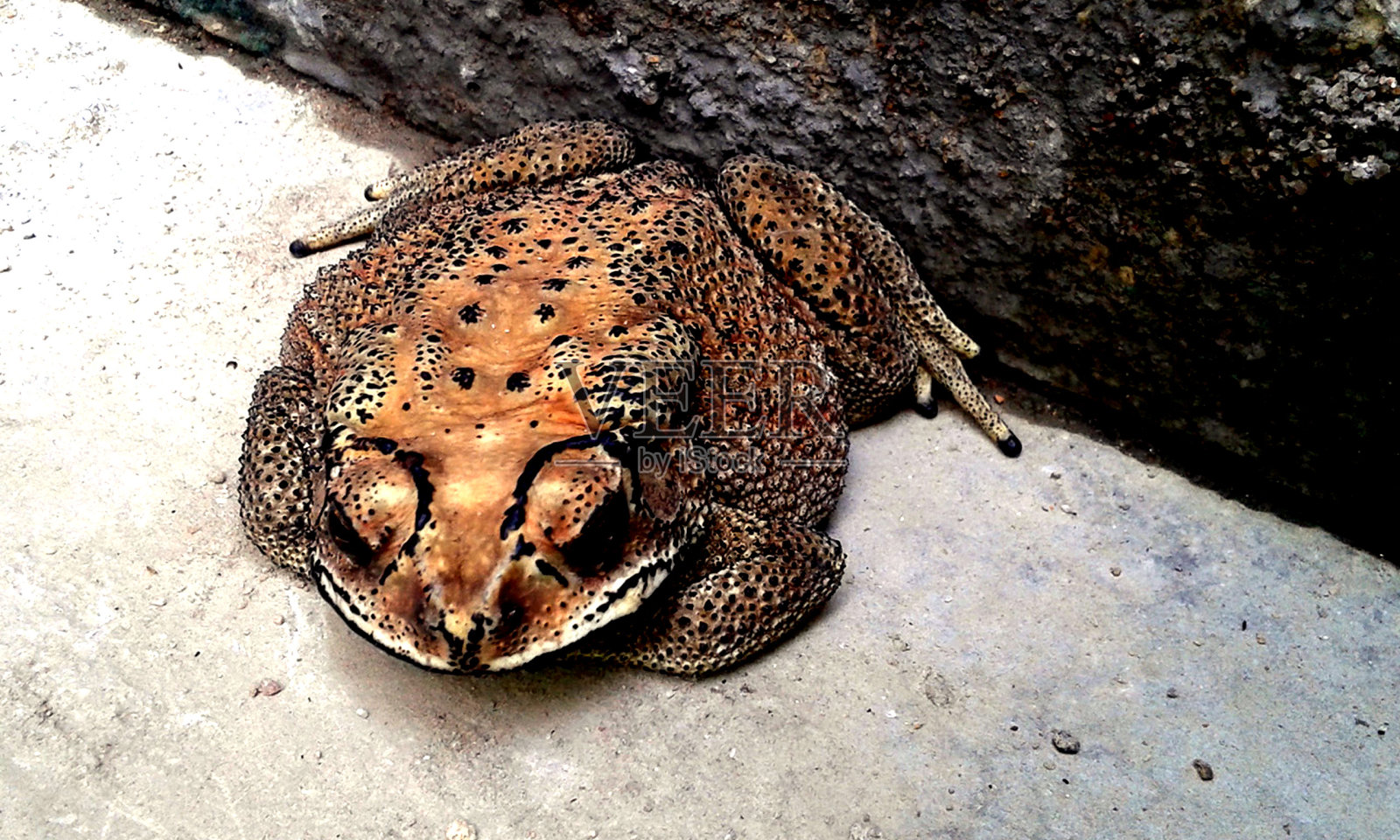 大黄蟾蜍吃完饭后休息照片摄影图片