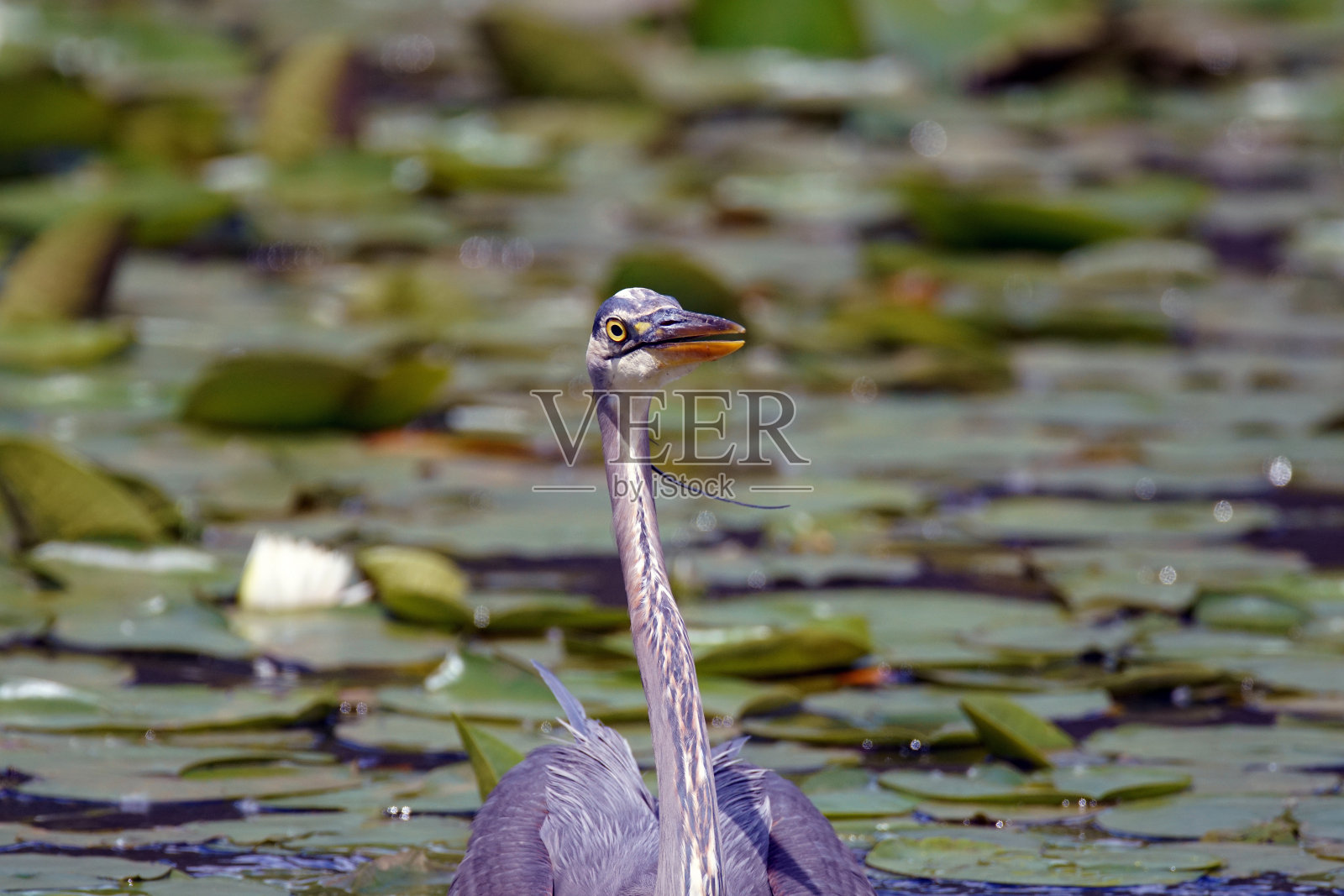 北美大蓝鹭照片摄影图片