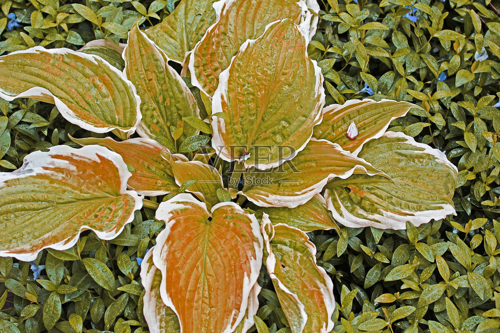 花园里的花特写。美丽的花朵照片摄影图片