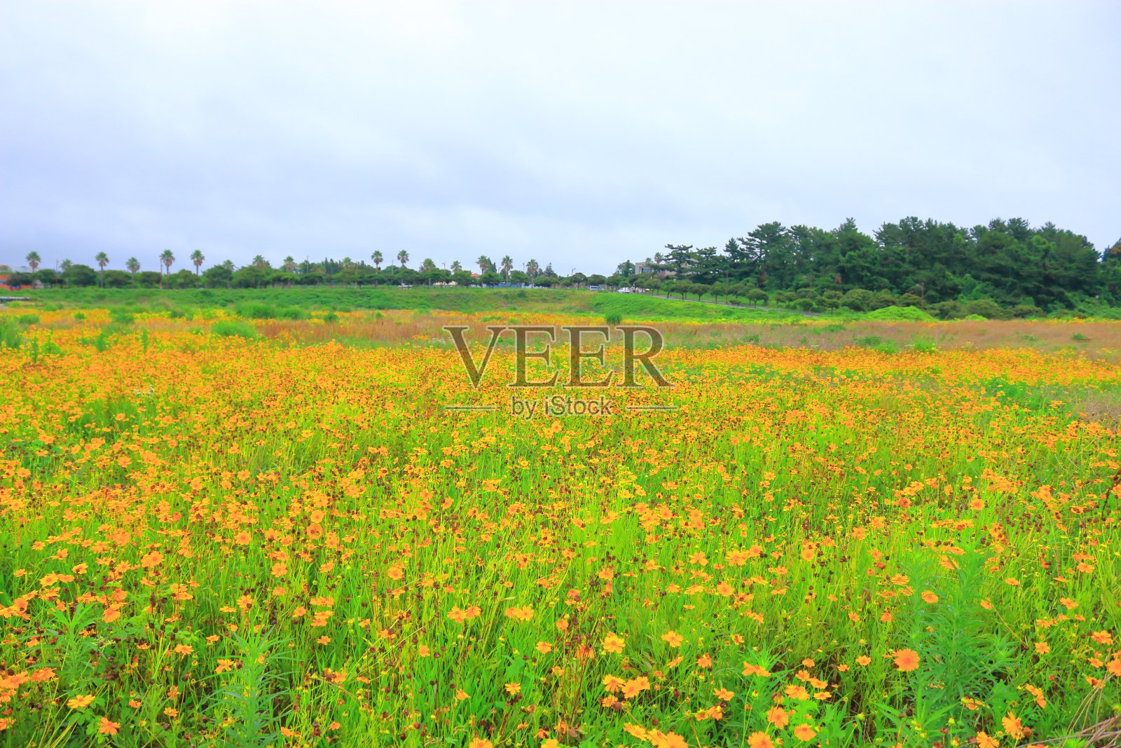 野花,鲜花,田野,乡村,黄金照片摄影图片