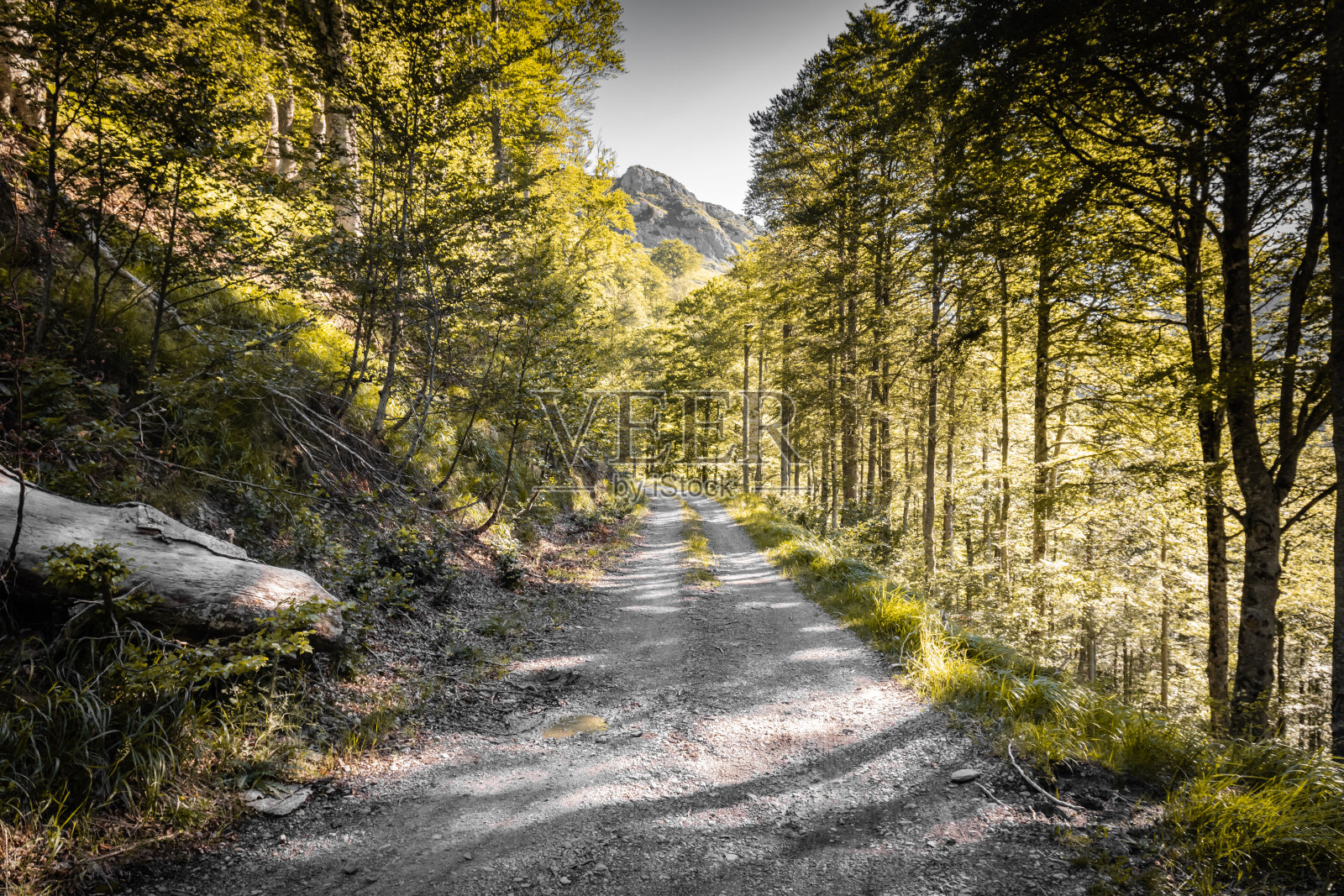 漫步在树林里,绿色的夏日森林照片摄影图片