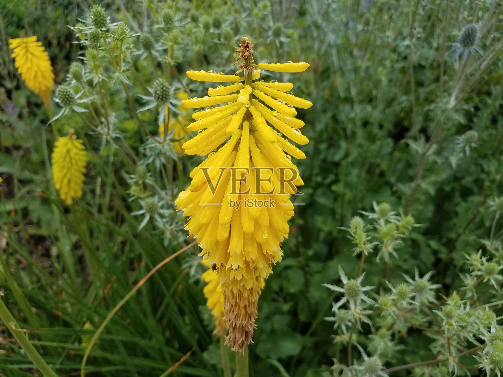 绿色植物,花黄色,有水滴照片摄影图片
