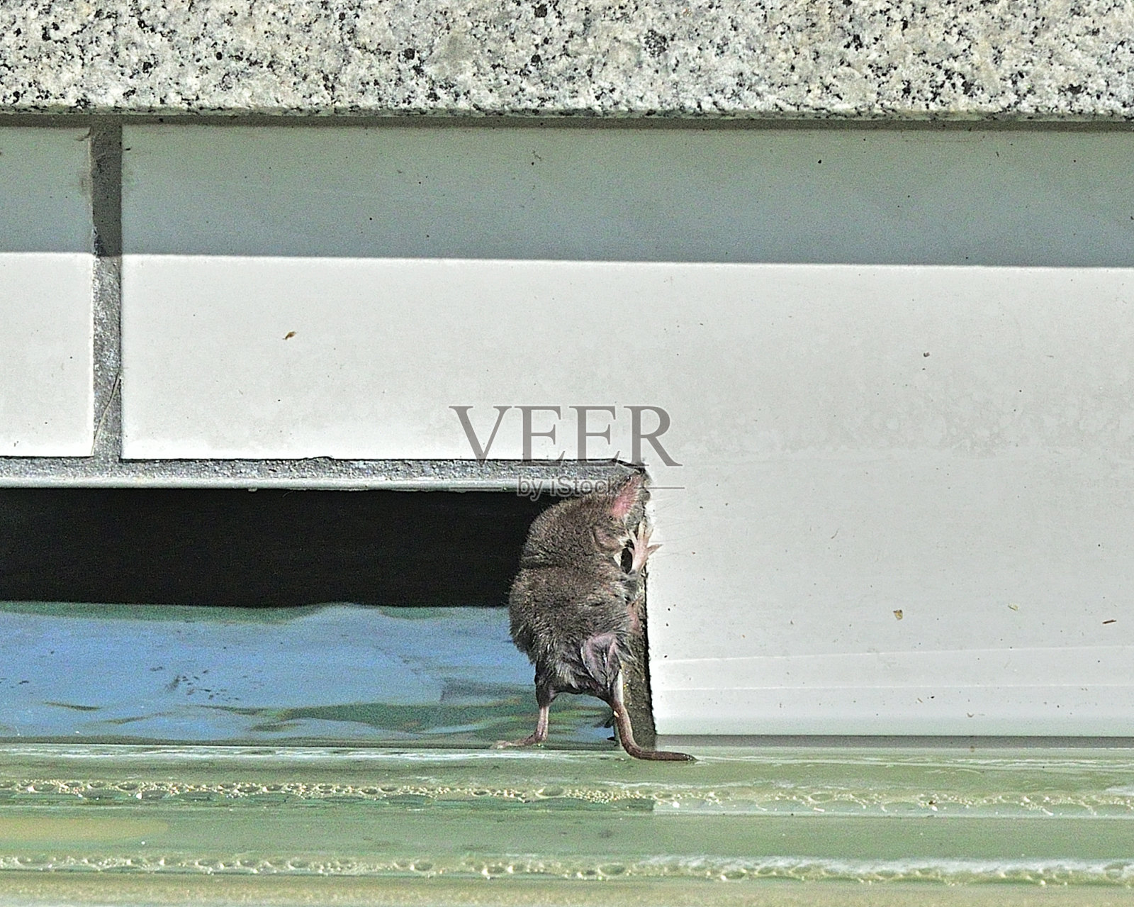 鼩鼠标照片摄影图片