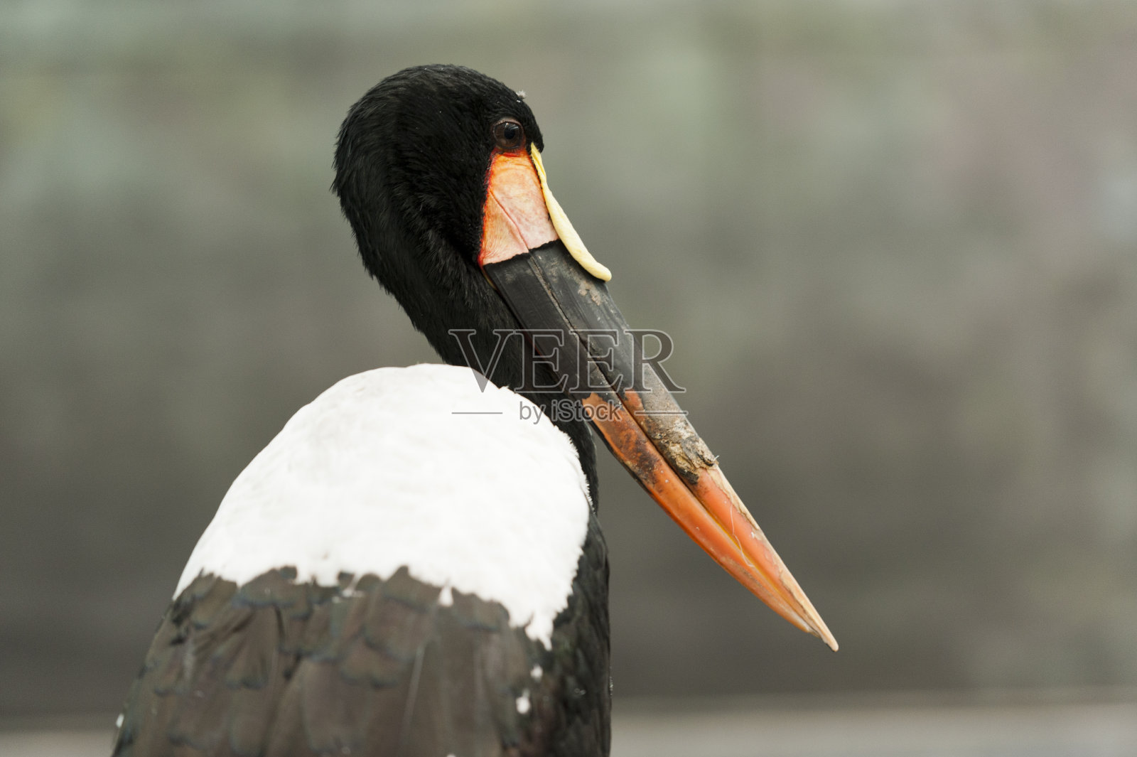 鞍嘴鹳,或鞍嘴鹳(senegalensis Ephippiorhynchus)头部特写照片摄影图片