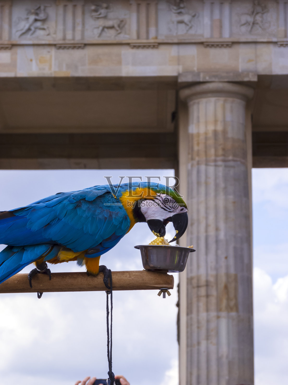 柏林勃兰登堡门前的鹦鹉照片摄影图片