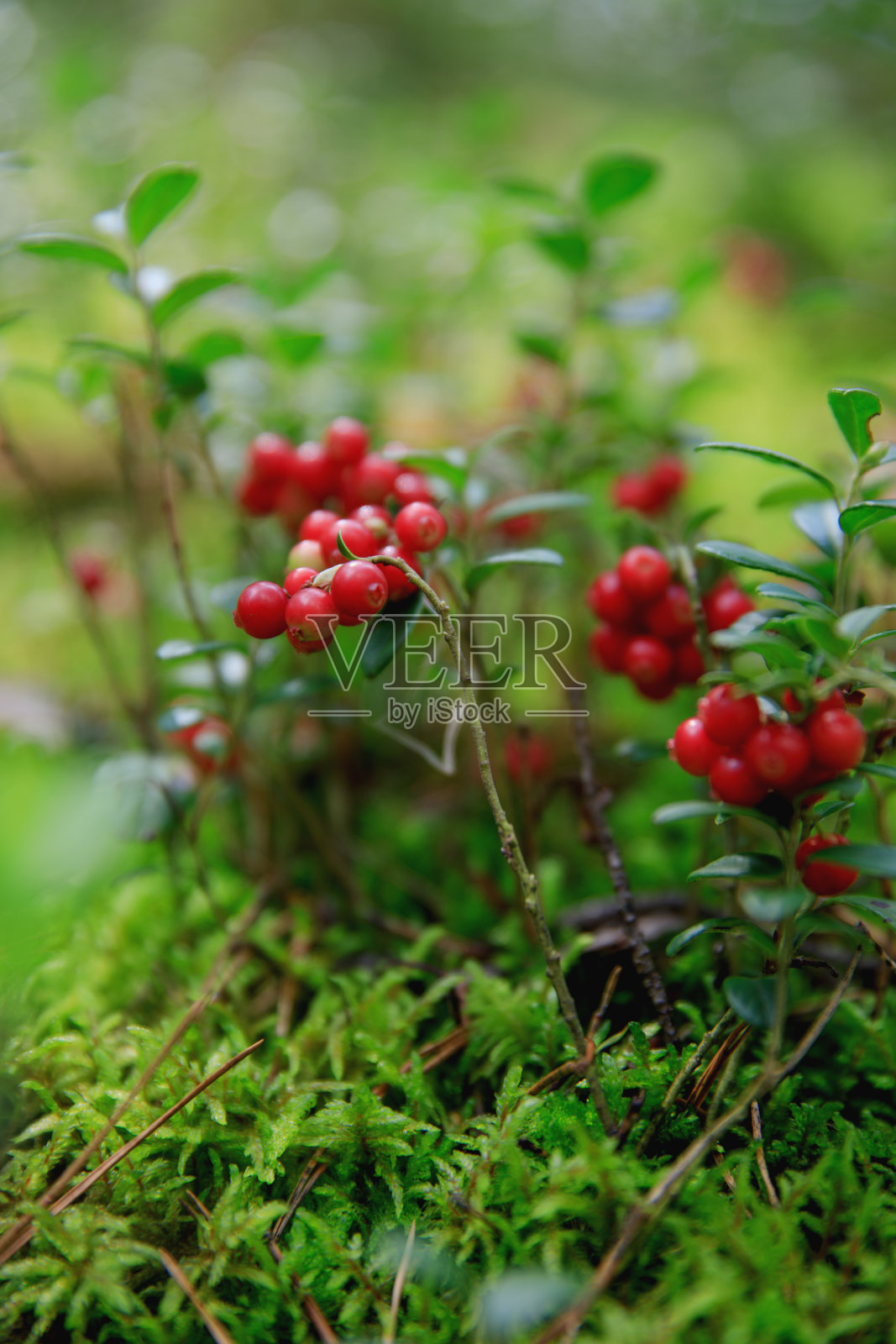 越橘照片摄影图片