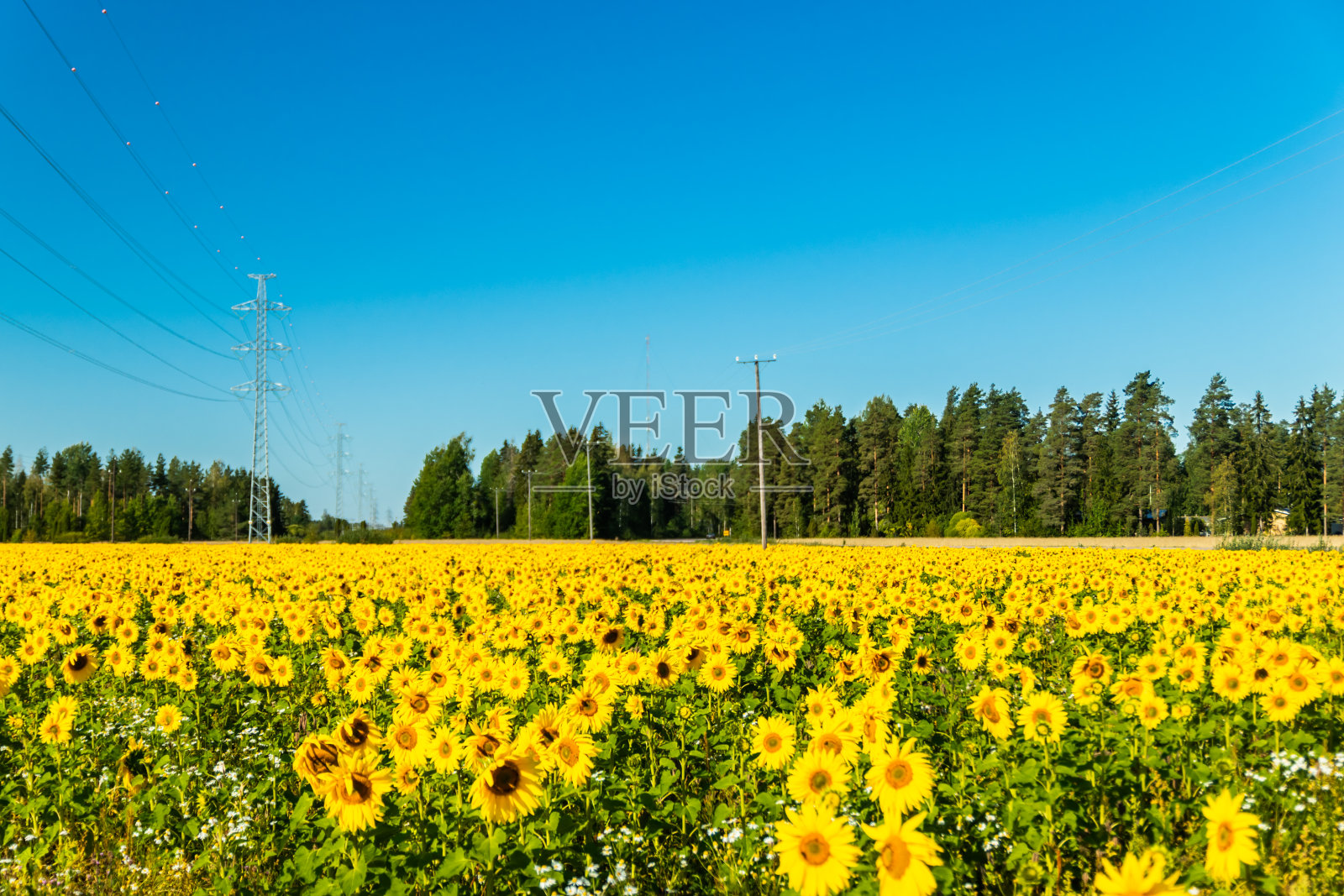 蓝天背景下盛开的向日葵田照片摄影图片