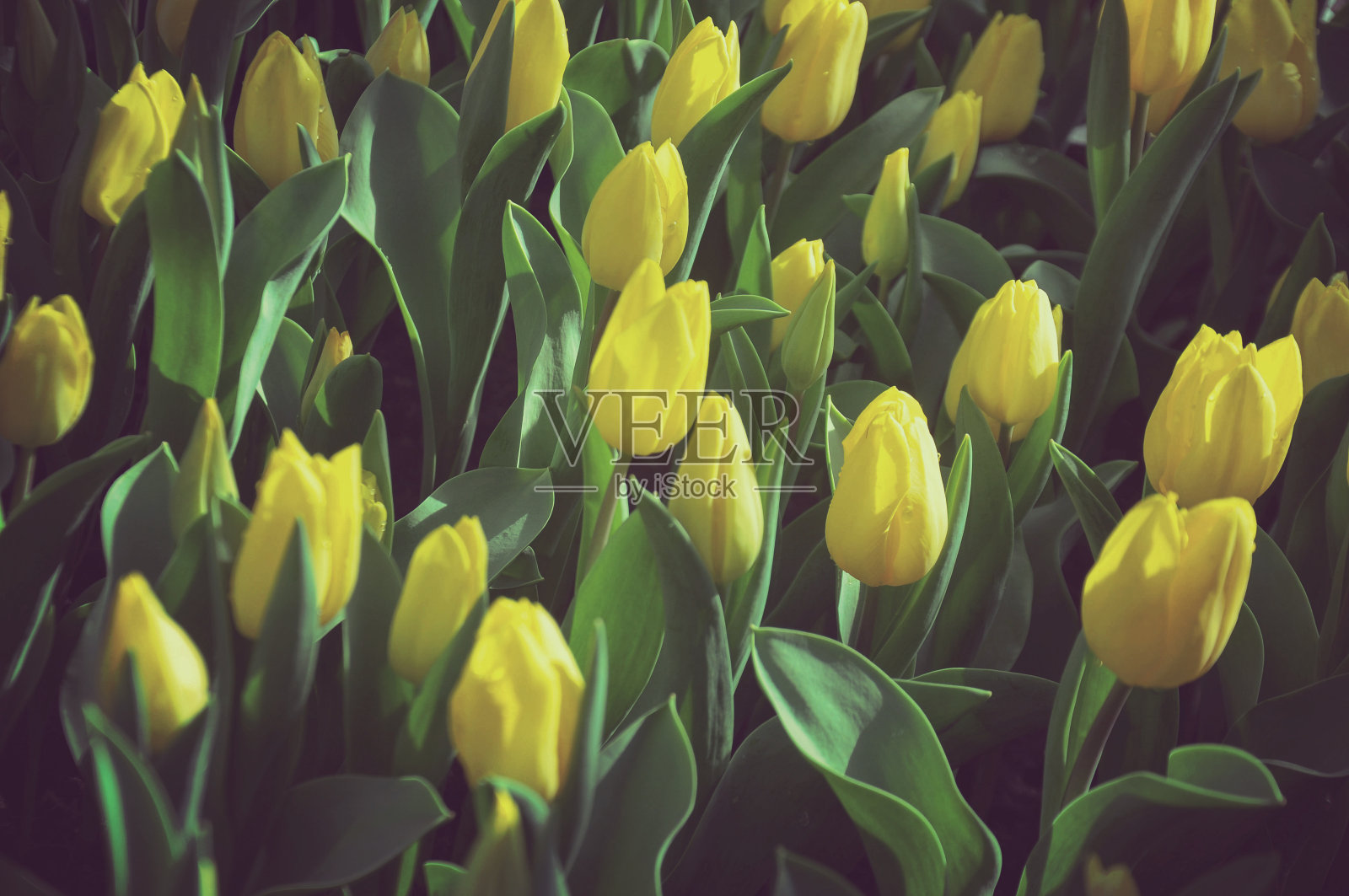 花园里有黄色的郁金香照片摄影图片