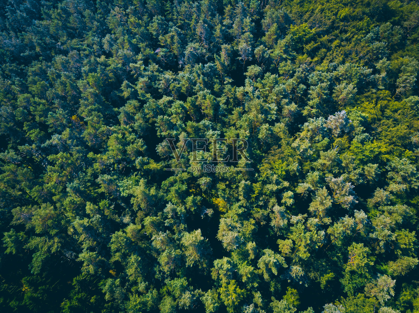 从山顶望去,是绿色的乡村森林照片摄影图片