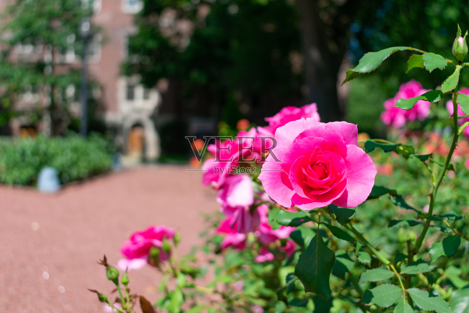 在伊利诺斯州埃文斯顿的梅里克玫瑰花园的粉红玫瑰特写照片摄影图片