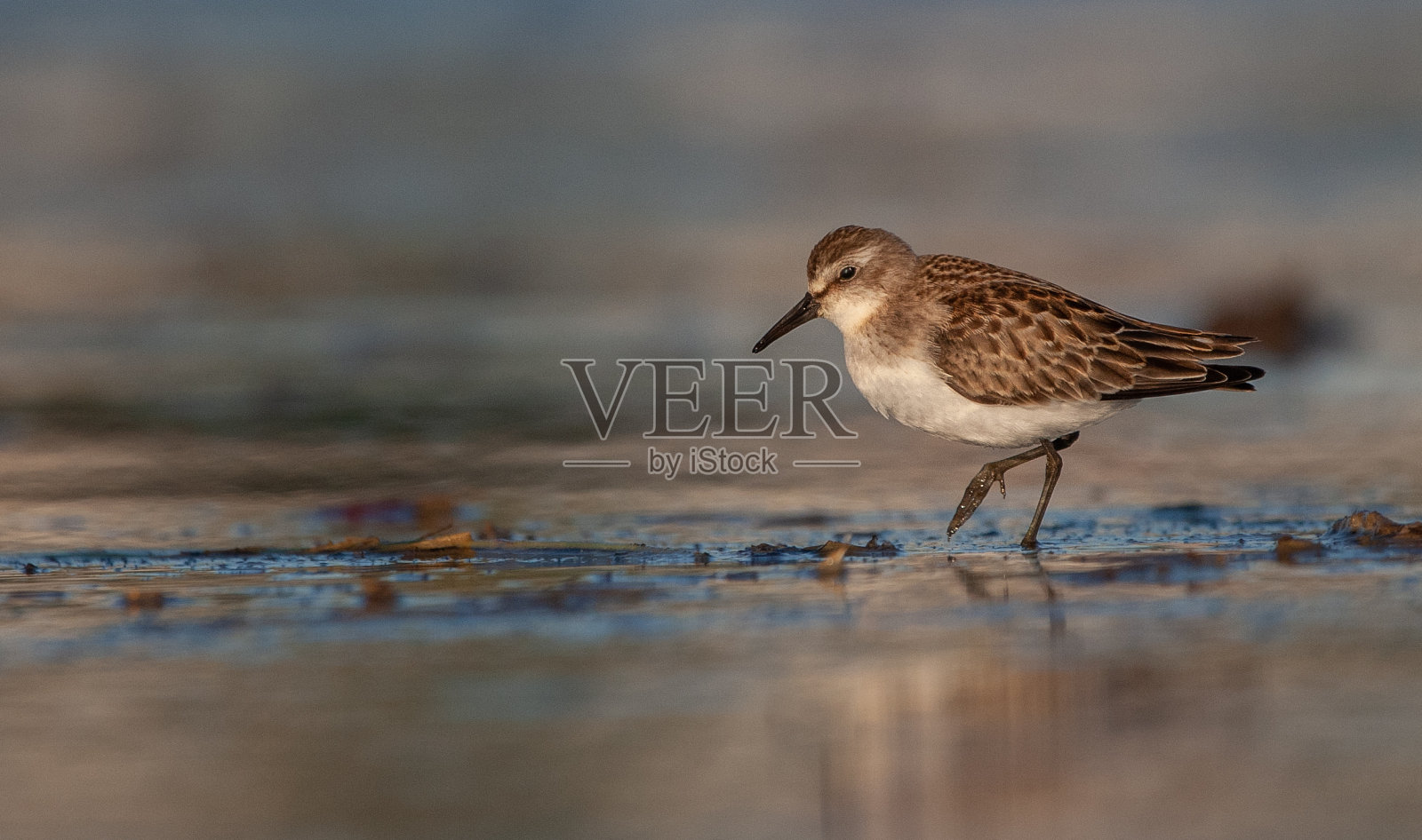 在海滩上打砂照片摄影图片