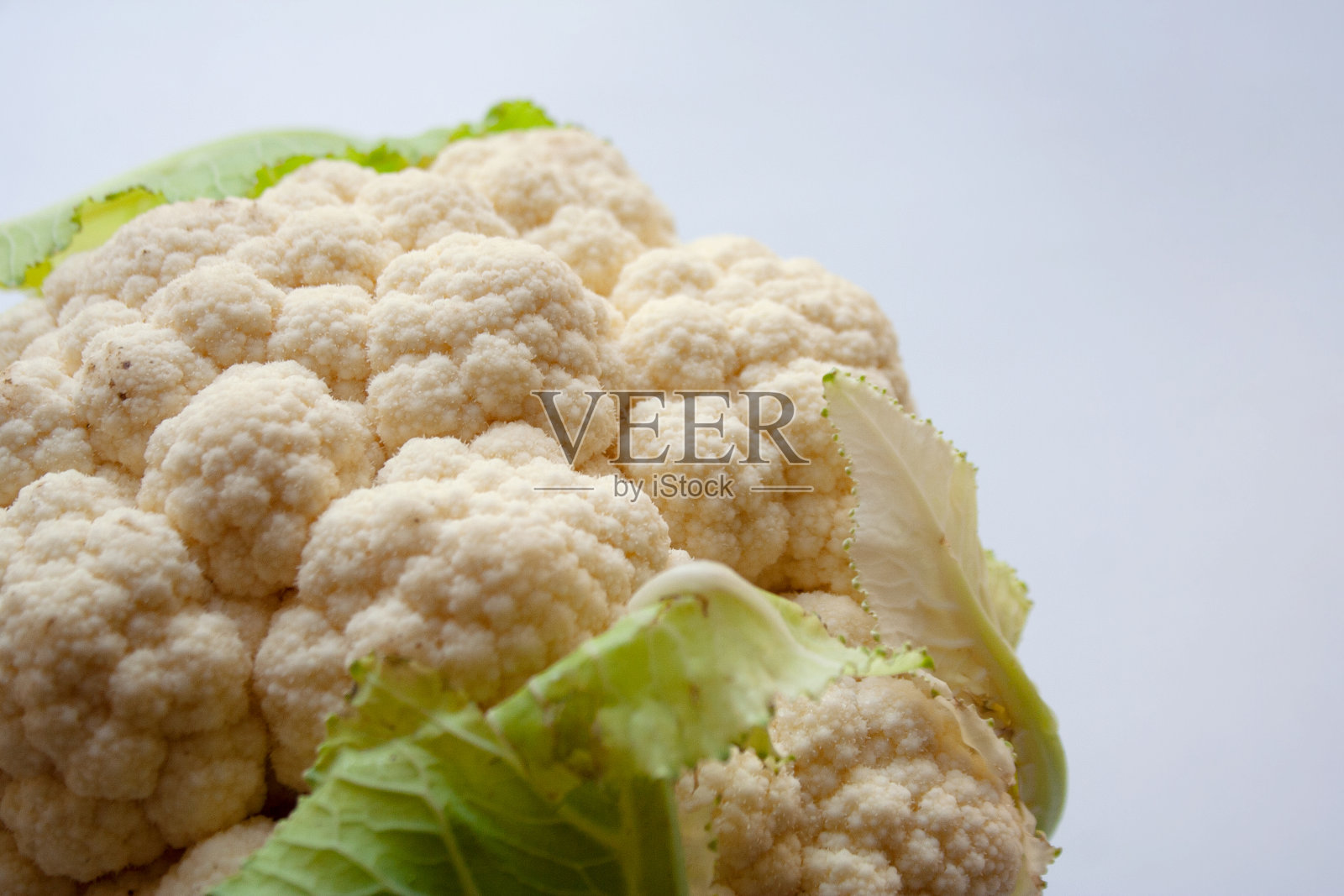 白色菜花头特写照片摄影图片