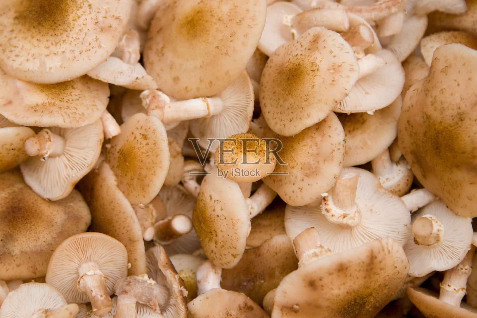 许多新鲜森林砍伐的蜂蜜蘑菇背景照片摄影图片