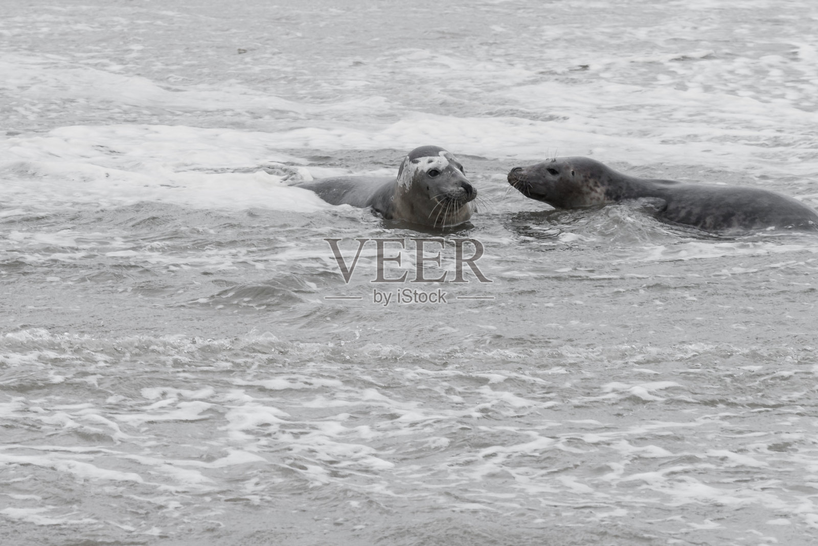 两只海豹在水里玩耍,海豹们在吃完鱼后在沙洲上休息,瓦登海,美洲照片摄影图片