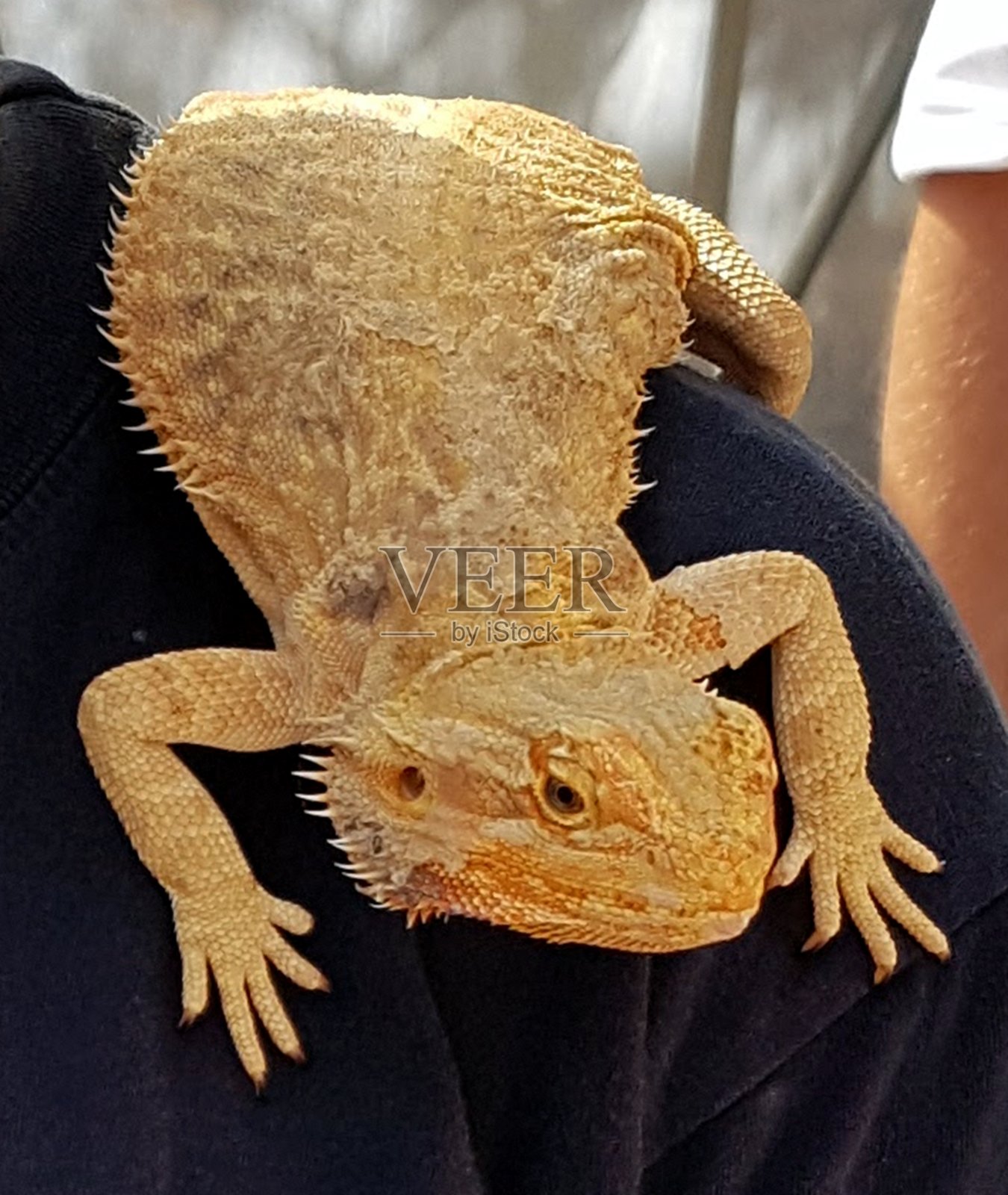 肩上的鬣蜥照片照片摄影图片