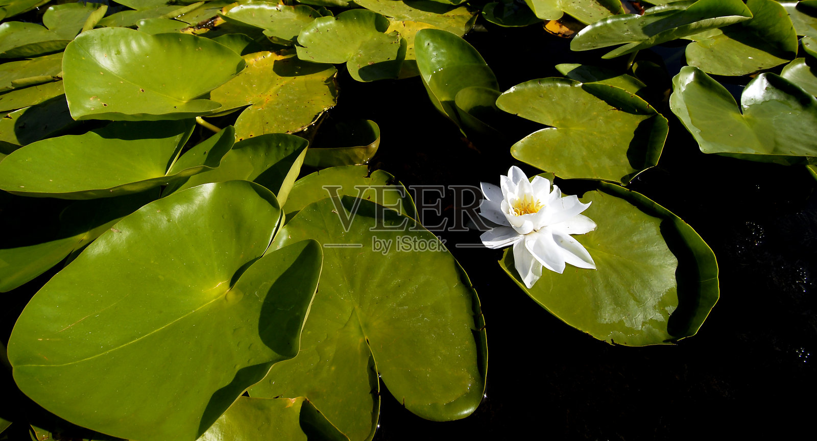 莲花照片摄影图片