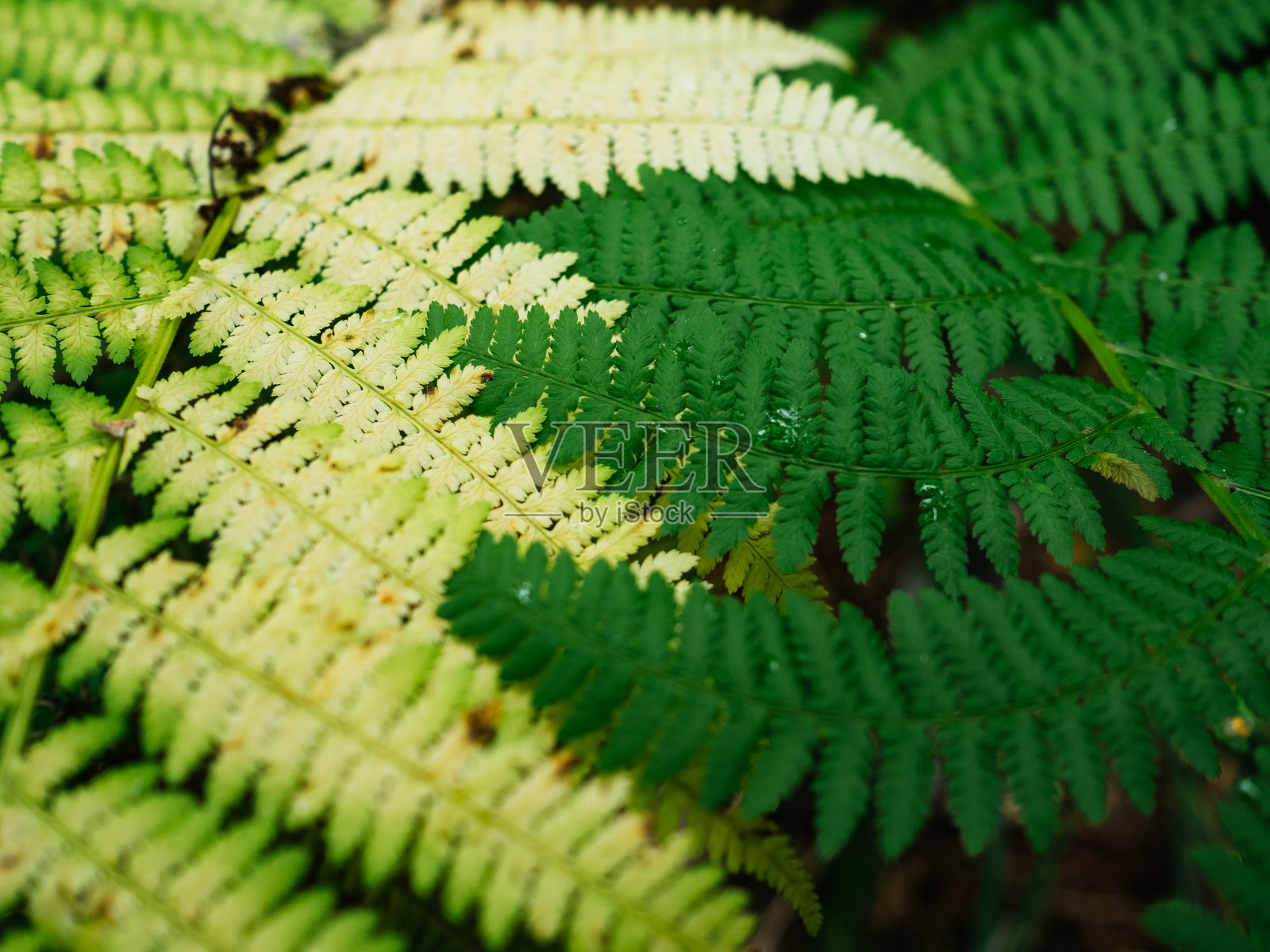 蕨类植物的叶子上有雨滴。两片不同颜色的蕨类叶子照片摄影图片
