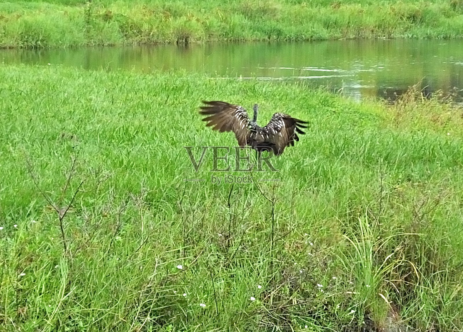 Limpkin (Aramus guarauna)在湖边展开翅膀照片摄影图片