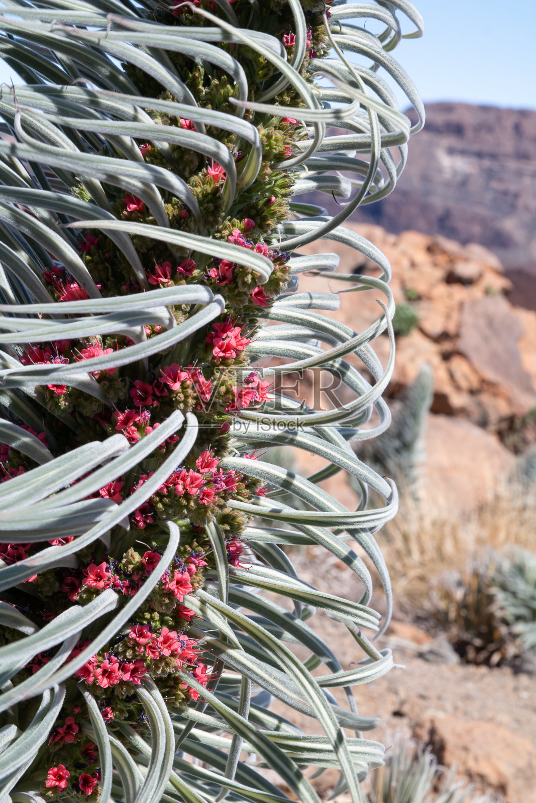 特内里费毒蛇的照片摄影图片
