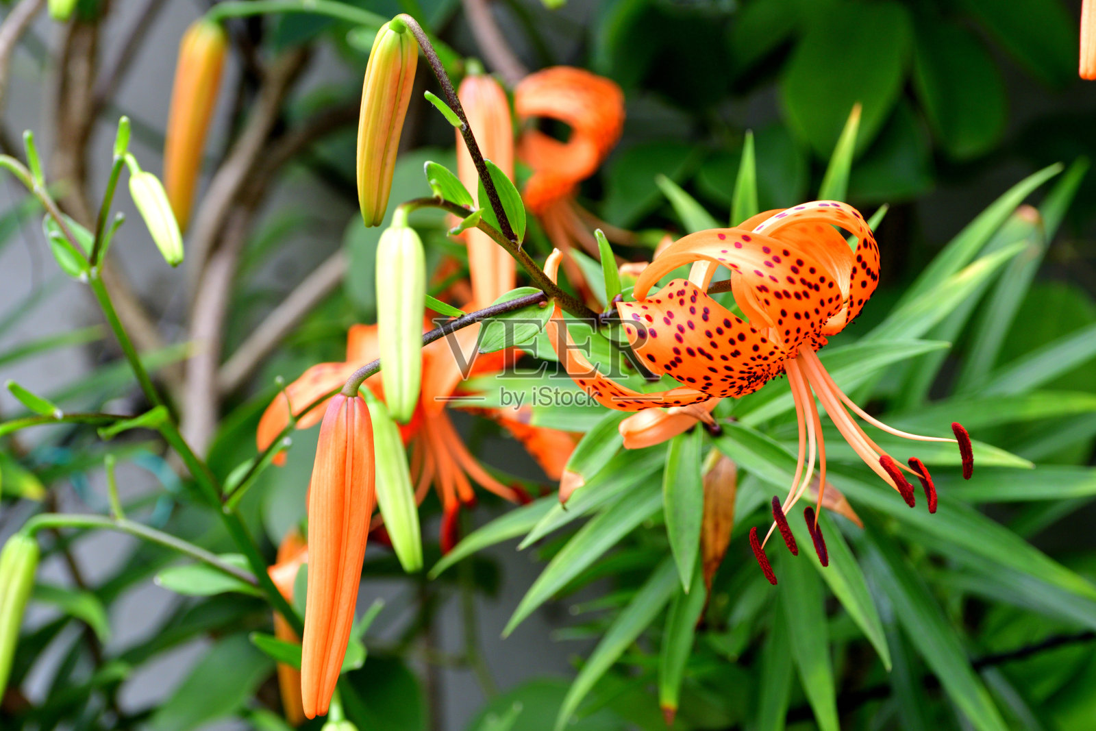 百合/虎百合花照片摄影图片
