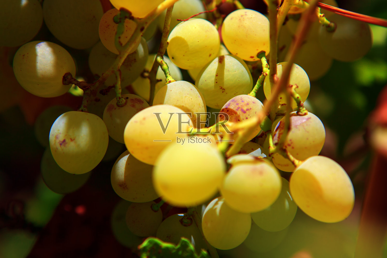 葡萄的特写图像照片摄影图片