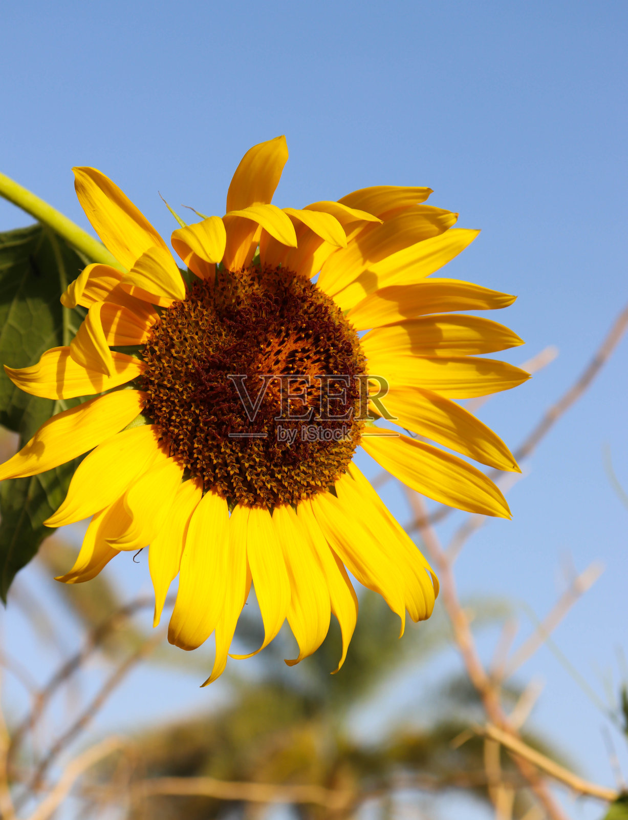 单独的黄色向日葵在花园外面或户外摄影与全背景照片摄影图片