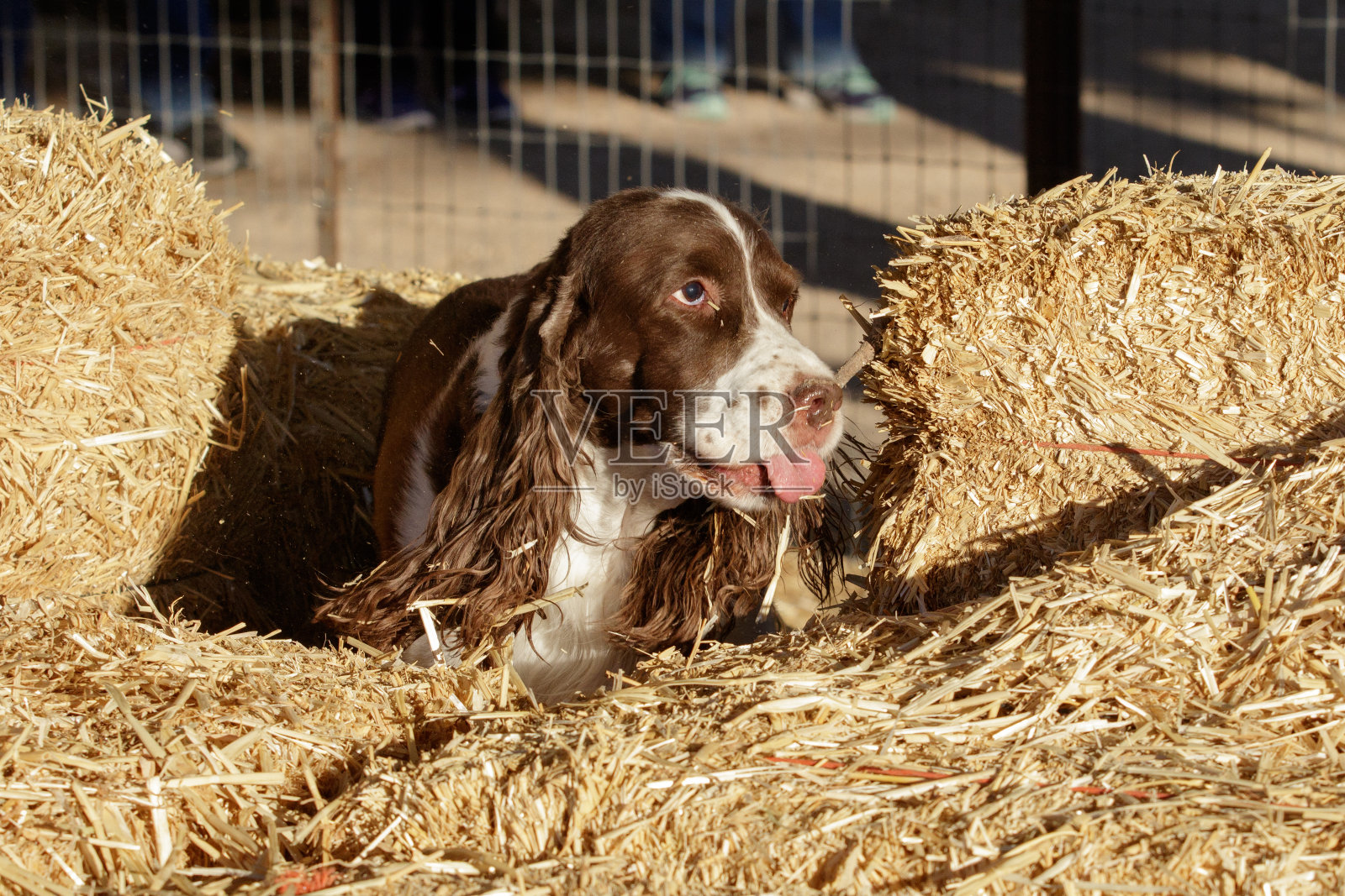 寻找隐藏老鼠的春季猎犬照片摄影图片