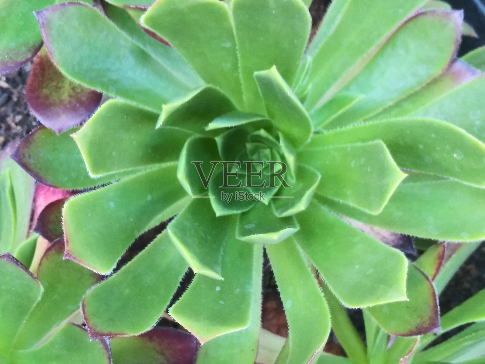 多种美丽的肉质植物和肉质的花照片摄影图片