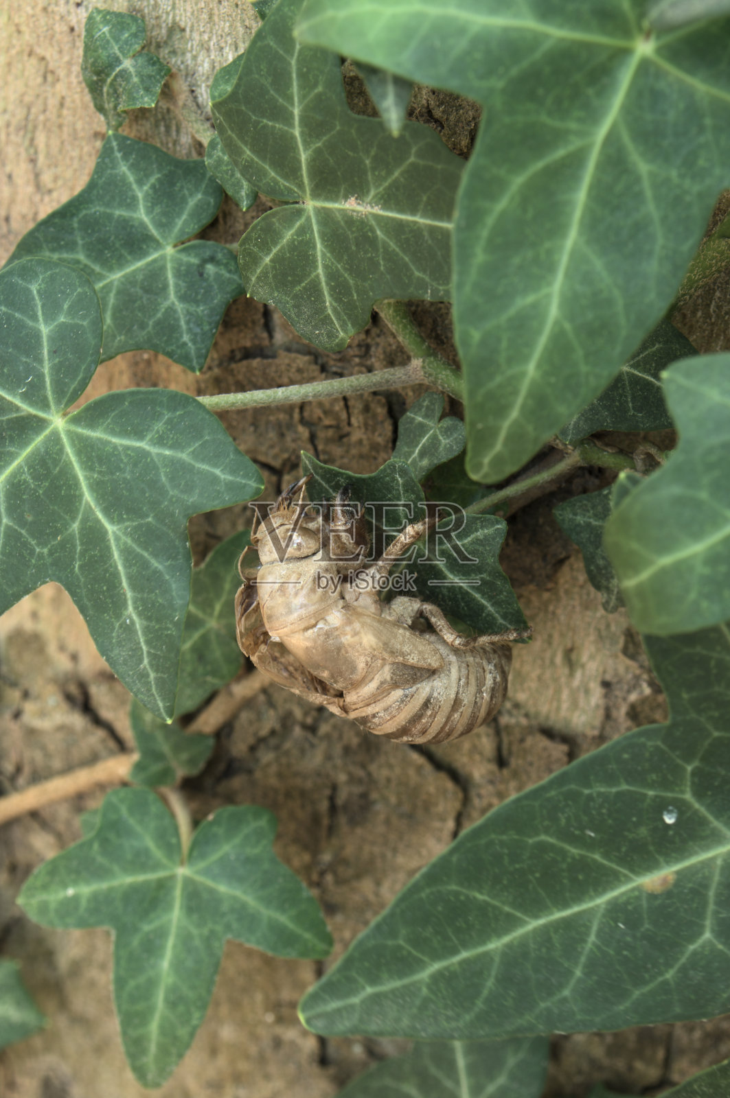 蝉科的外骨骼,附在叶子上照片摄影图片