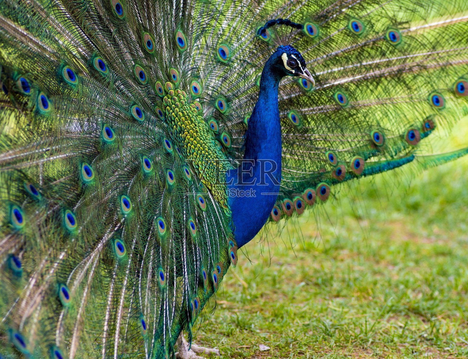 花园里的孔雀和华丽的翅膀照片摄影图片