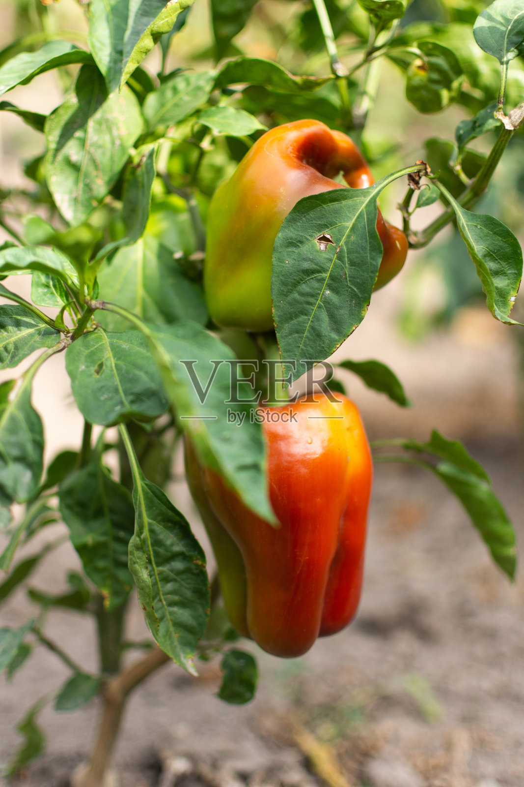 用红辣椒做的花圃照片摄影图片