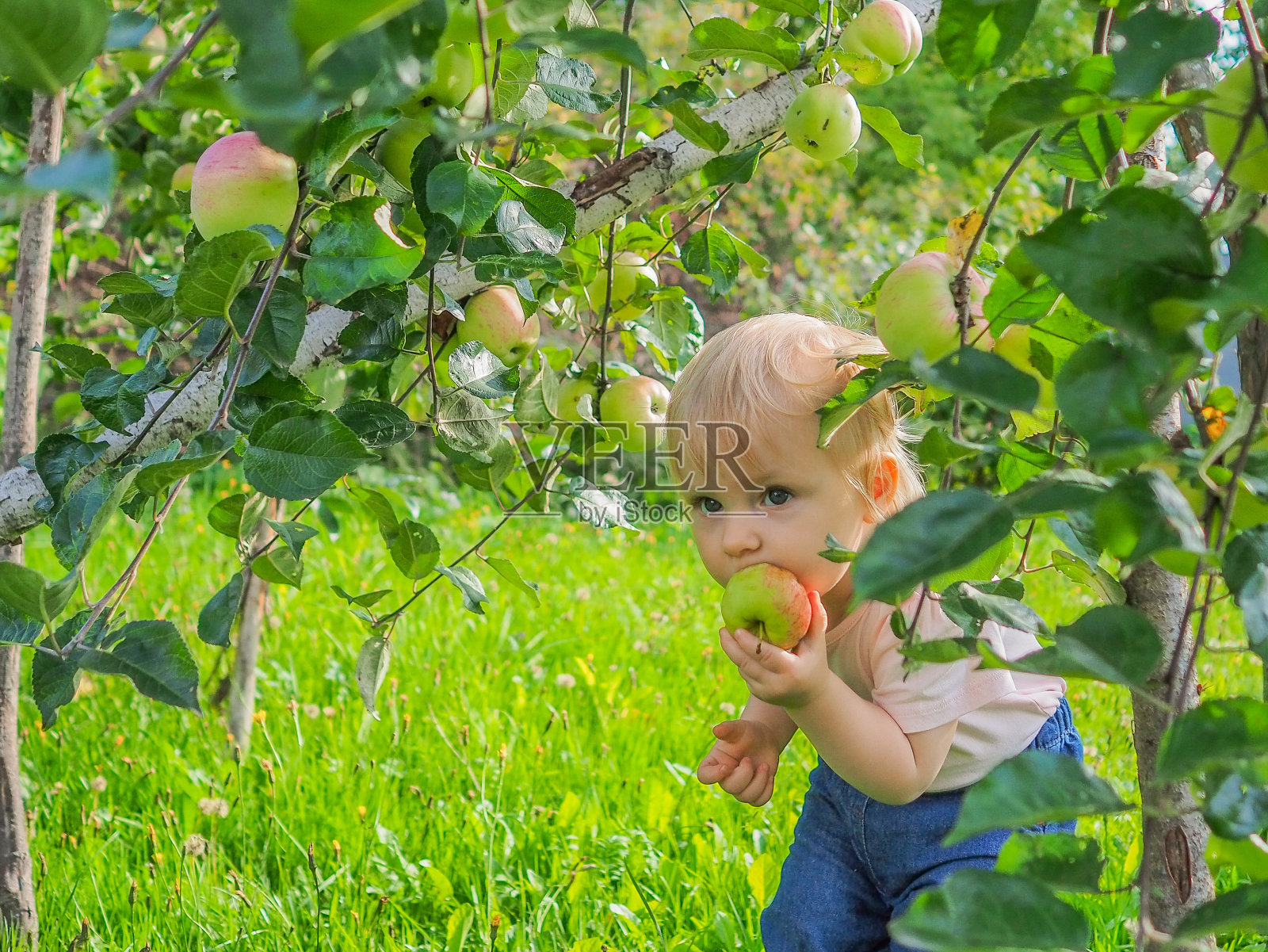 在一个阳光明媚的日子里,一个可爱的小女孩在绿草的背景下,从一棵苹果树上收集并吃苹果。照片摄影图片