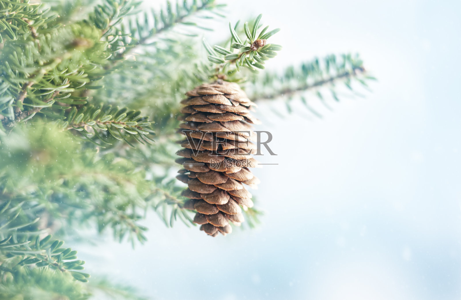 圣诞冷杉树枝与松果在模糊的蓝色背景。照片摄影图片