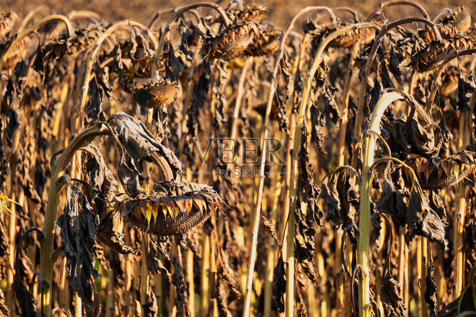干旱向日葵领域照片摄影图片