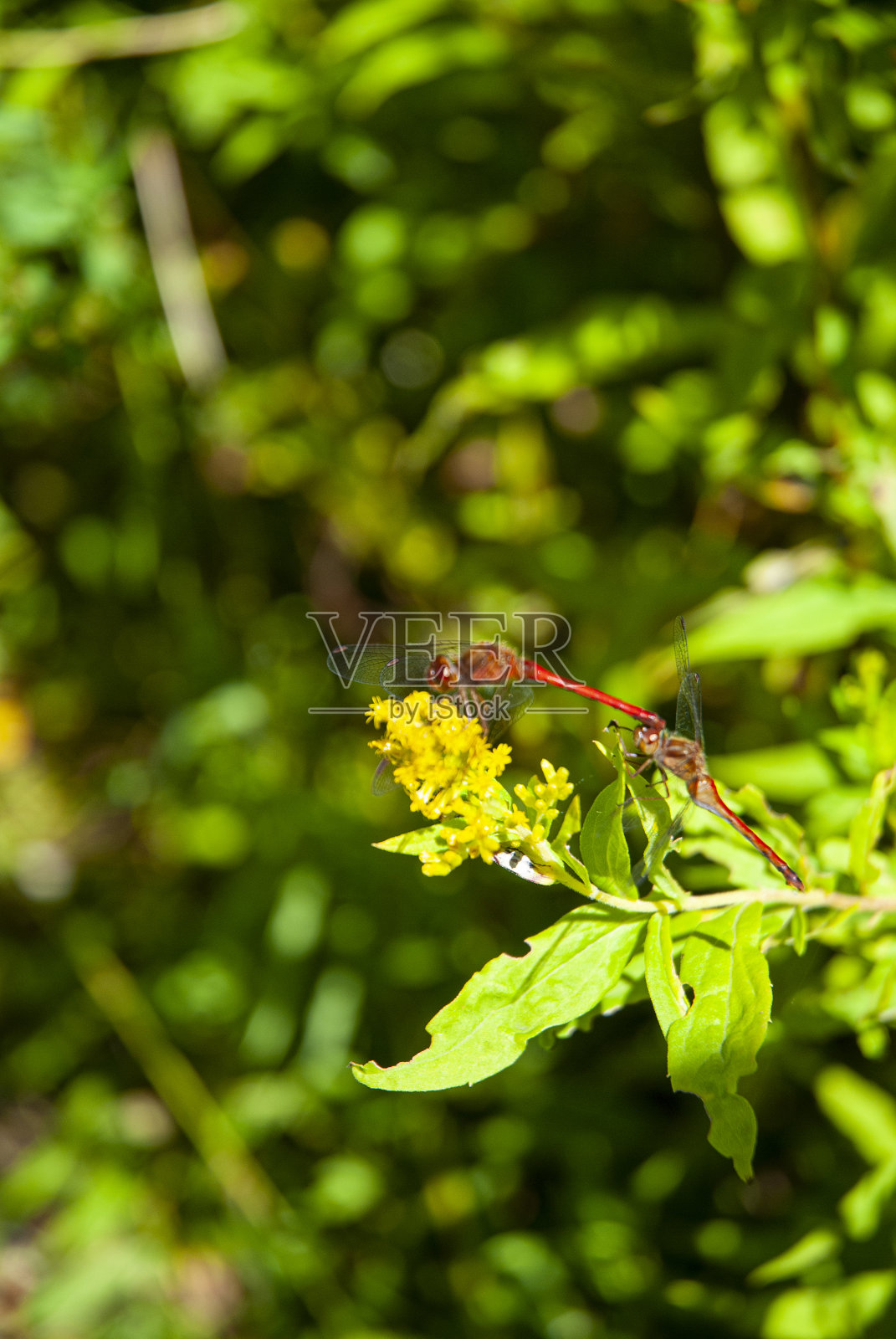 蜻蜓照片摄影图片