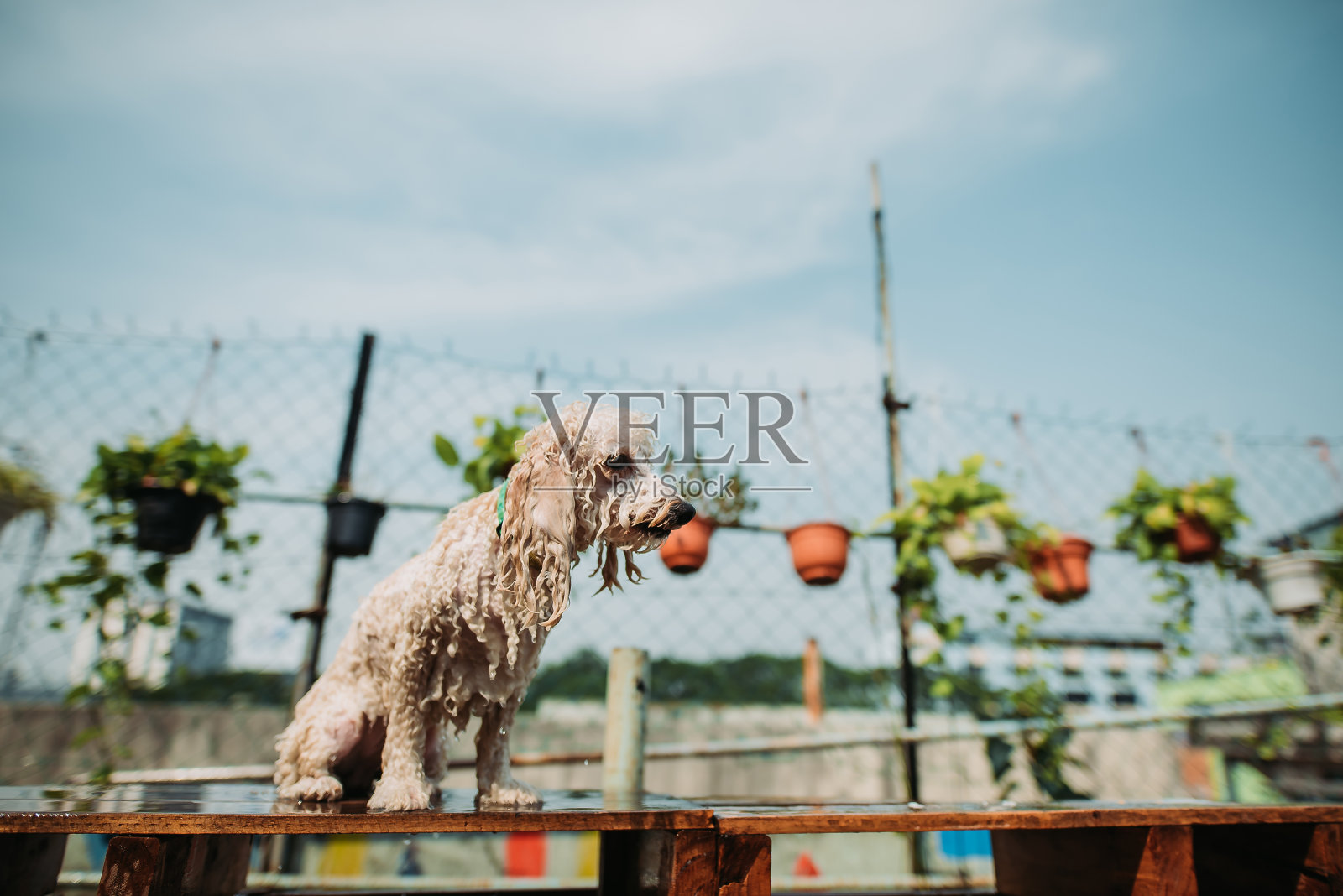 亚洲华人女性离开她的狗等待时,她得到水软管清洁她的狗的身体照片摄影图片