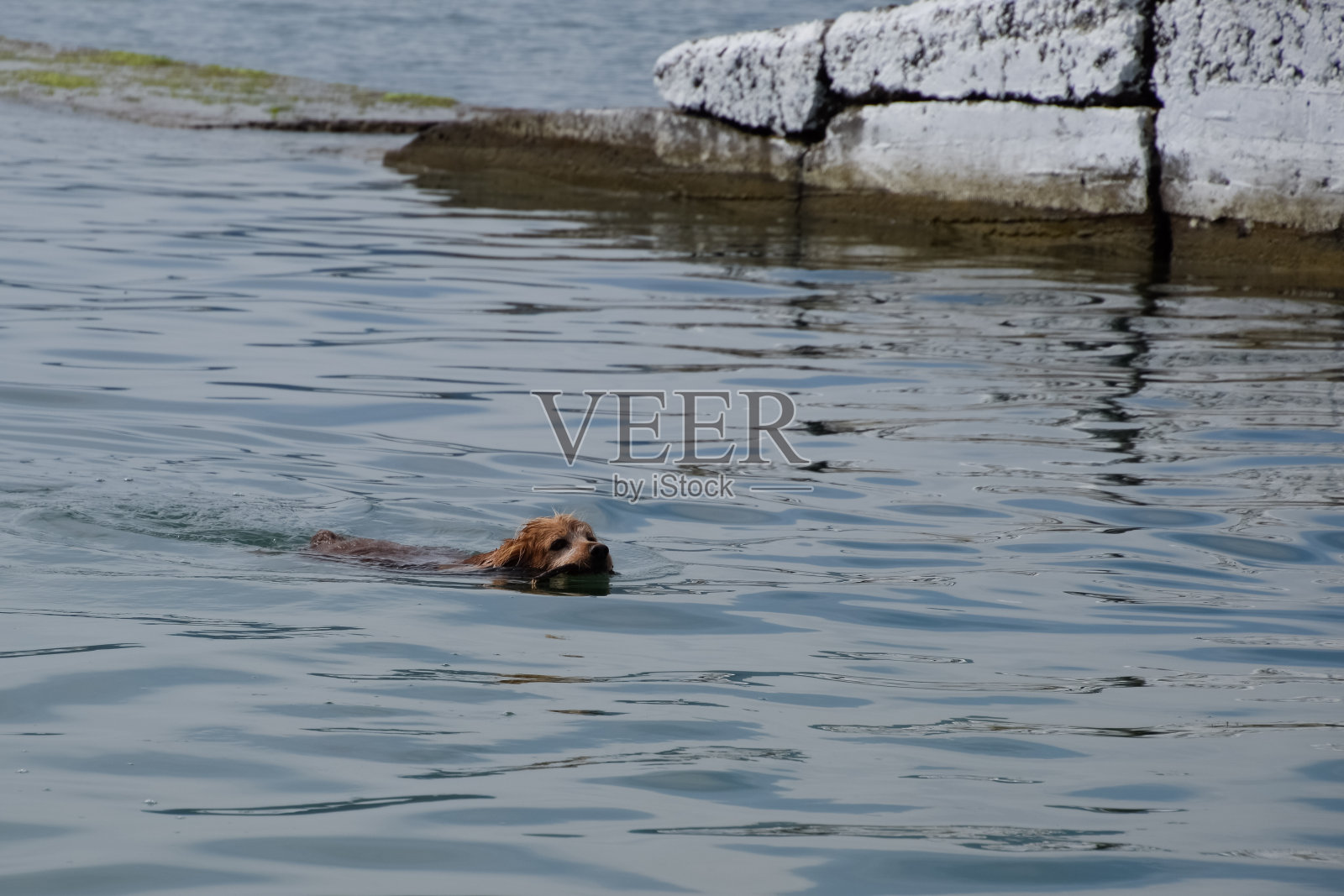 狗在水里游泳,嘴里叼着一根棍子,叼着棍子去找它的主人。照片摄影图片
