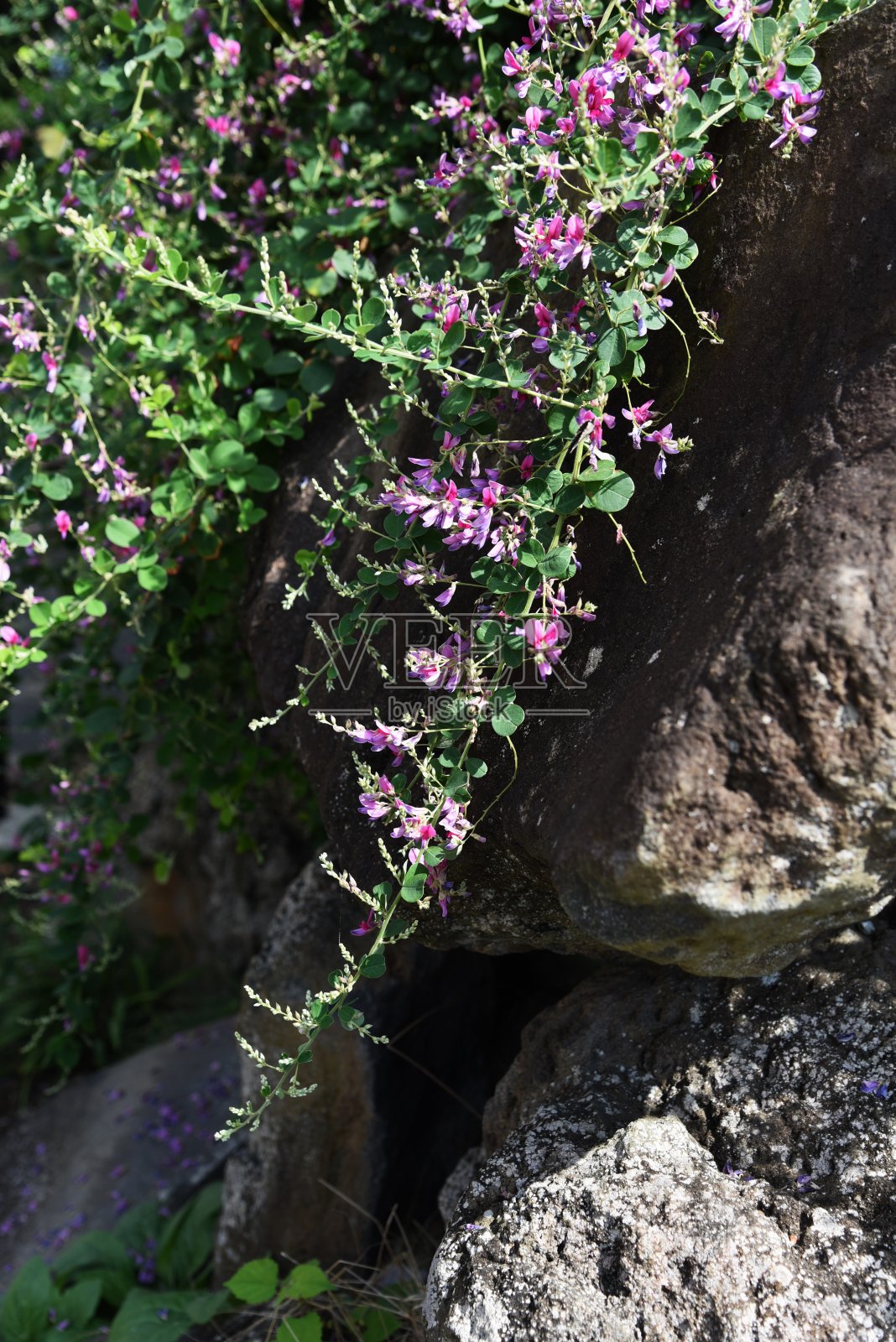 灌木三叶草(胡枝子)花照片摄影图片