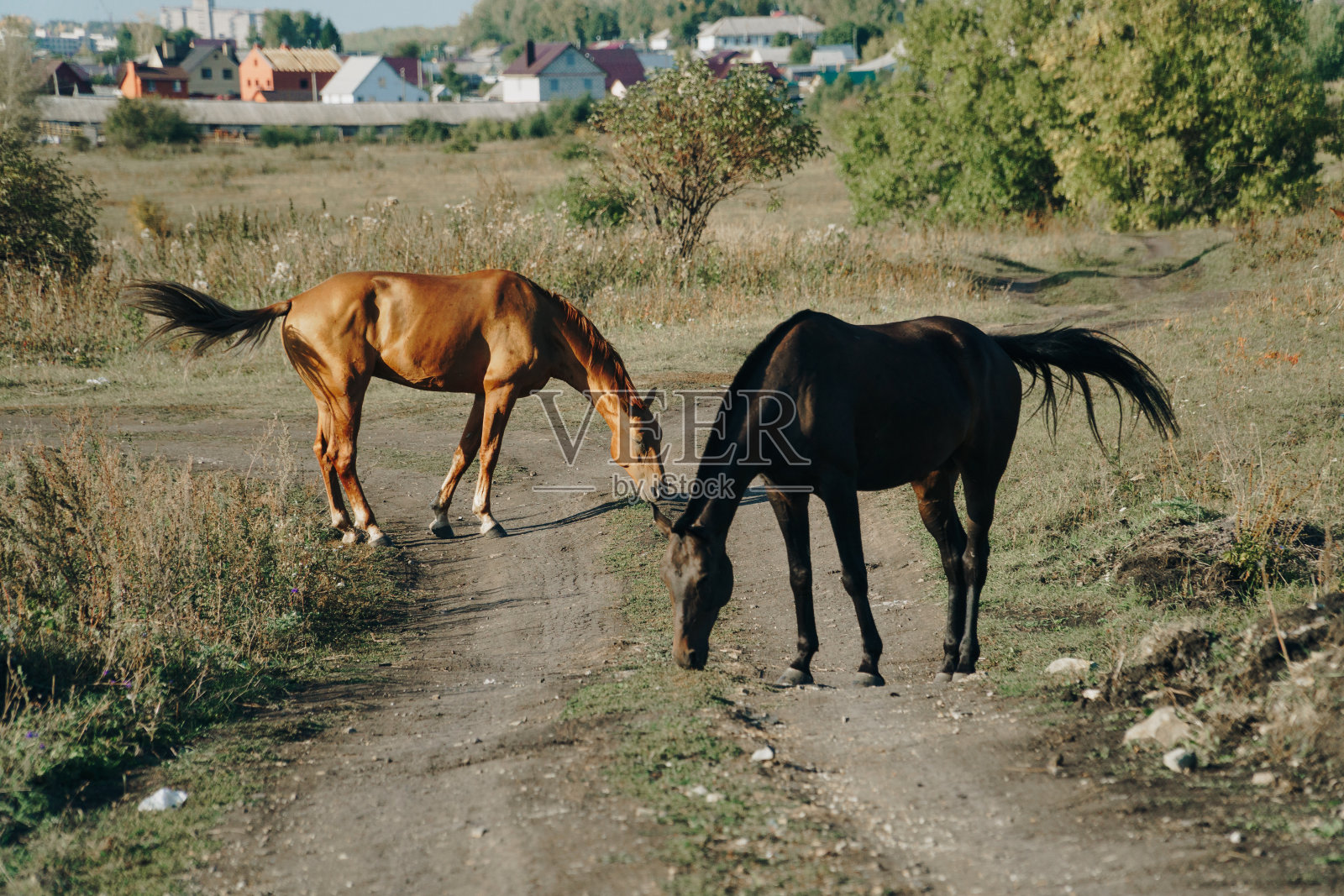 马在秋天的野外吃草照片摄影图片