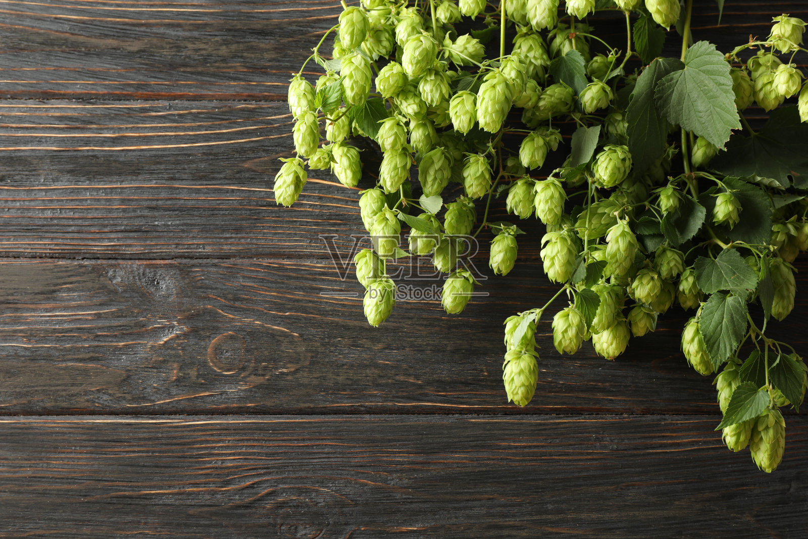 木质背景上的跳枝,文字空间照片摄影图片