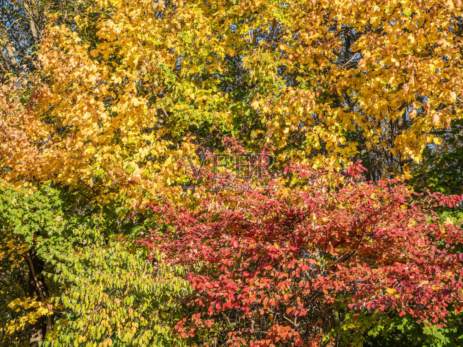 色彩缤纷的秋天背景色彩自然照片摄影图片