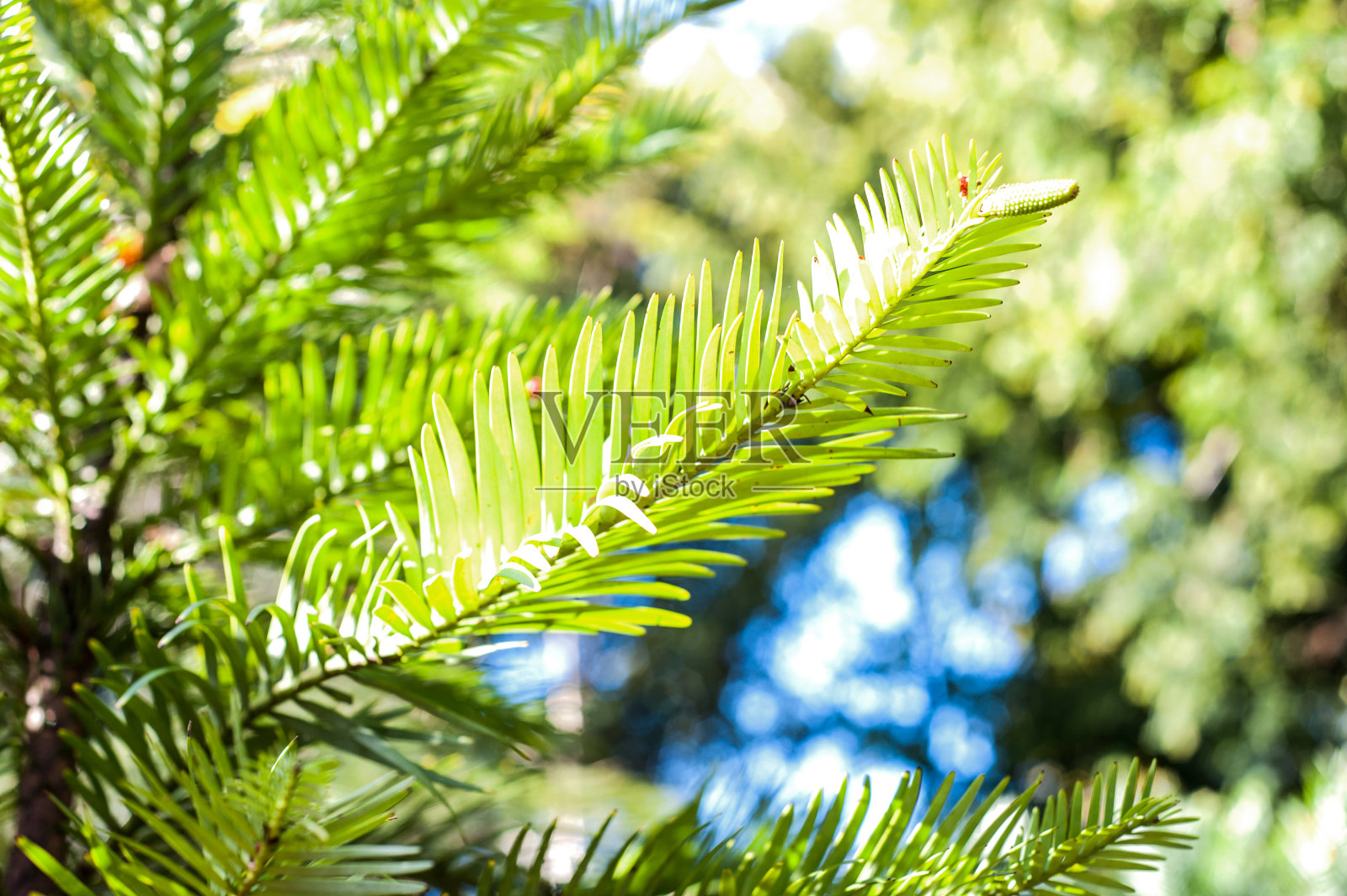 布里斯托大学植物园照片摄影图片