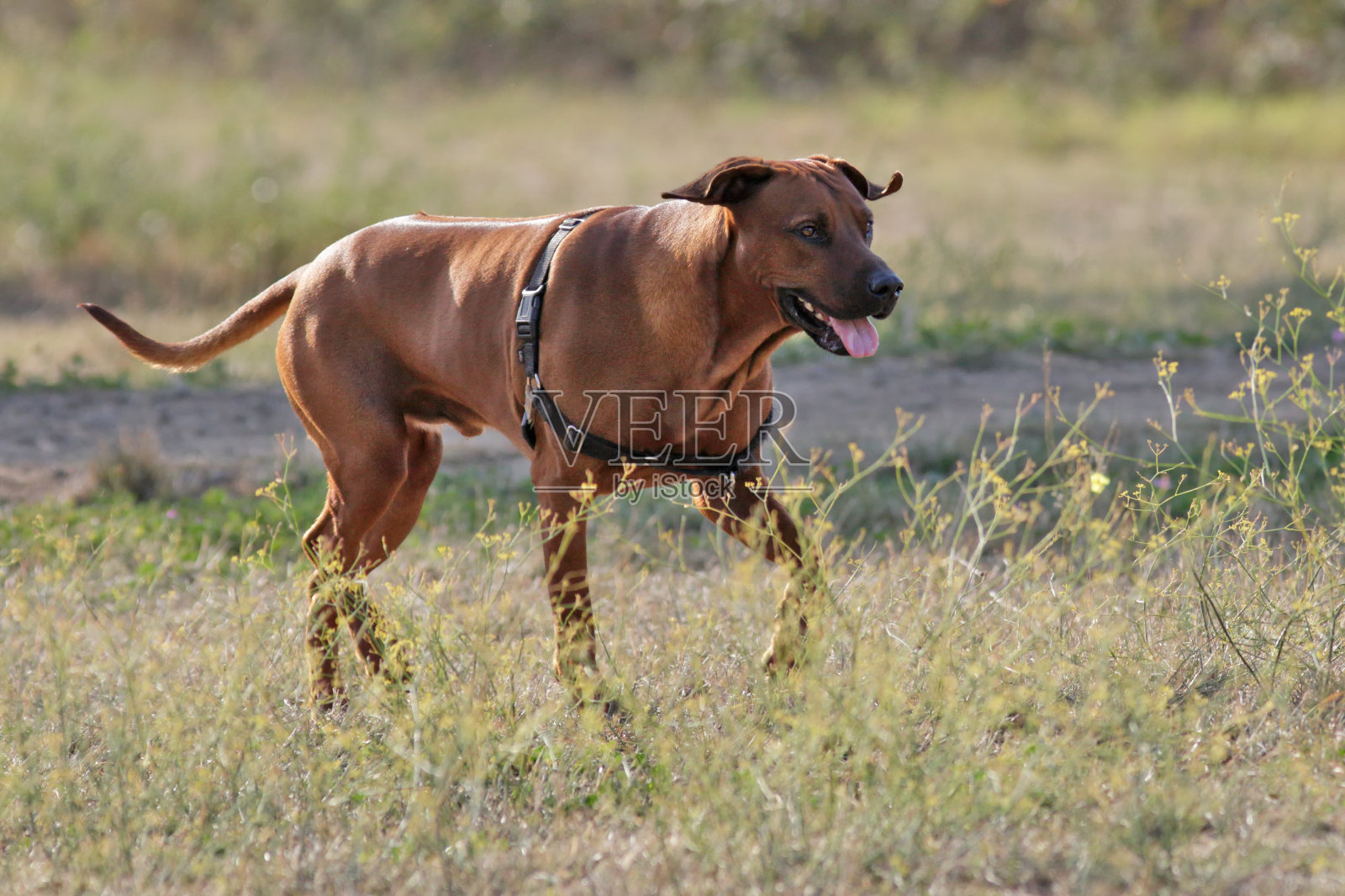 城市公园里的狗-罗得西亚脊背奔跑照片摄影图片