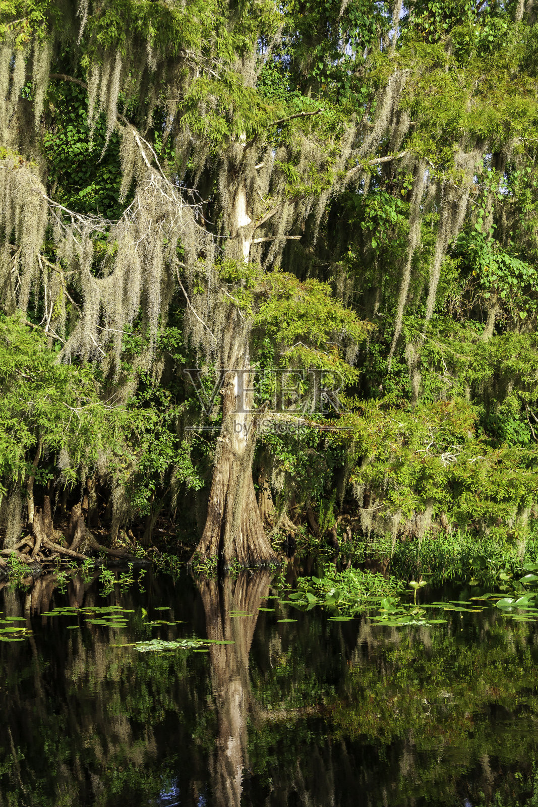 八月的圣约翰河——佛罗里达州最长的向北流动的河流——可能又热又潮湿,但那里的自然景色(尤其是海岸线上排列着的古老柏树)和各种野生动物几乎是无与伦比的。照片摄影图片
